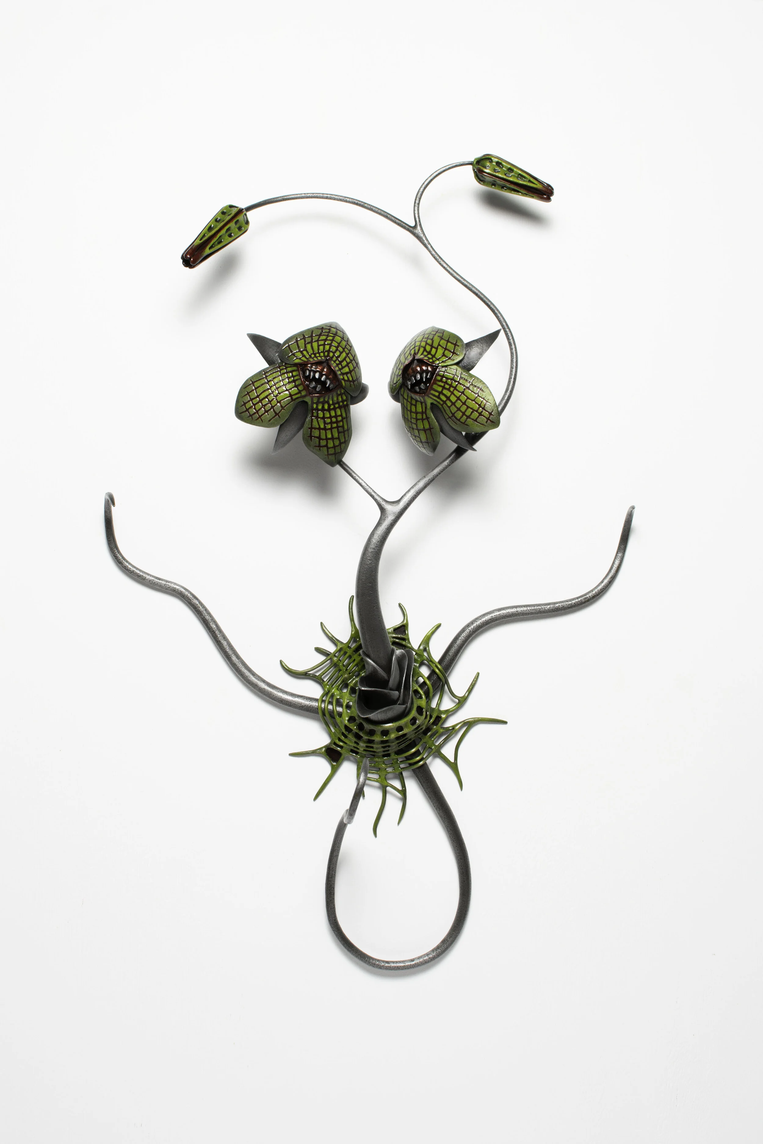 Telipogon Synomotikos 1 .jpg