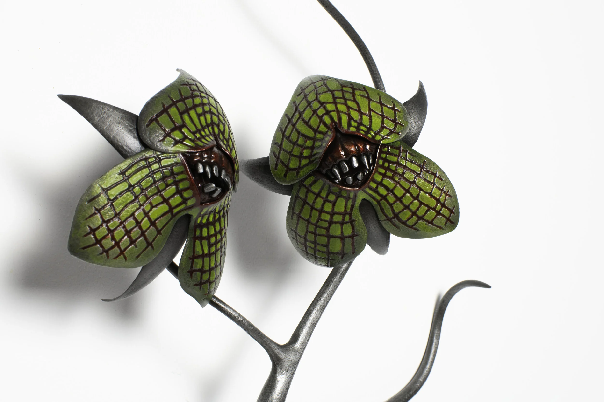 Telipogon Synomotikos 3 .jpg