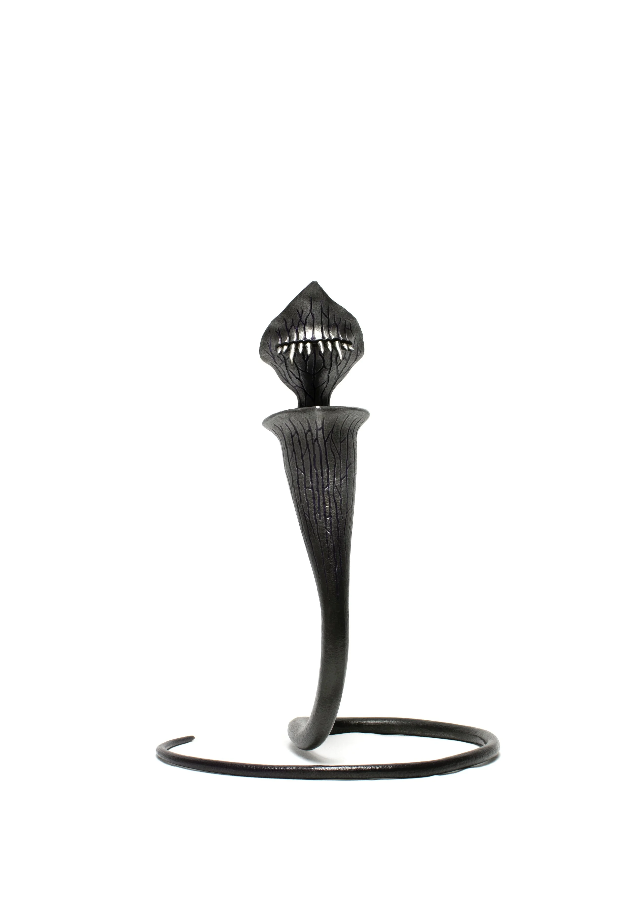 SARRACENIA VENOSA 1 .jpg