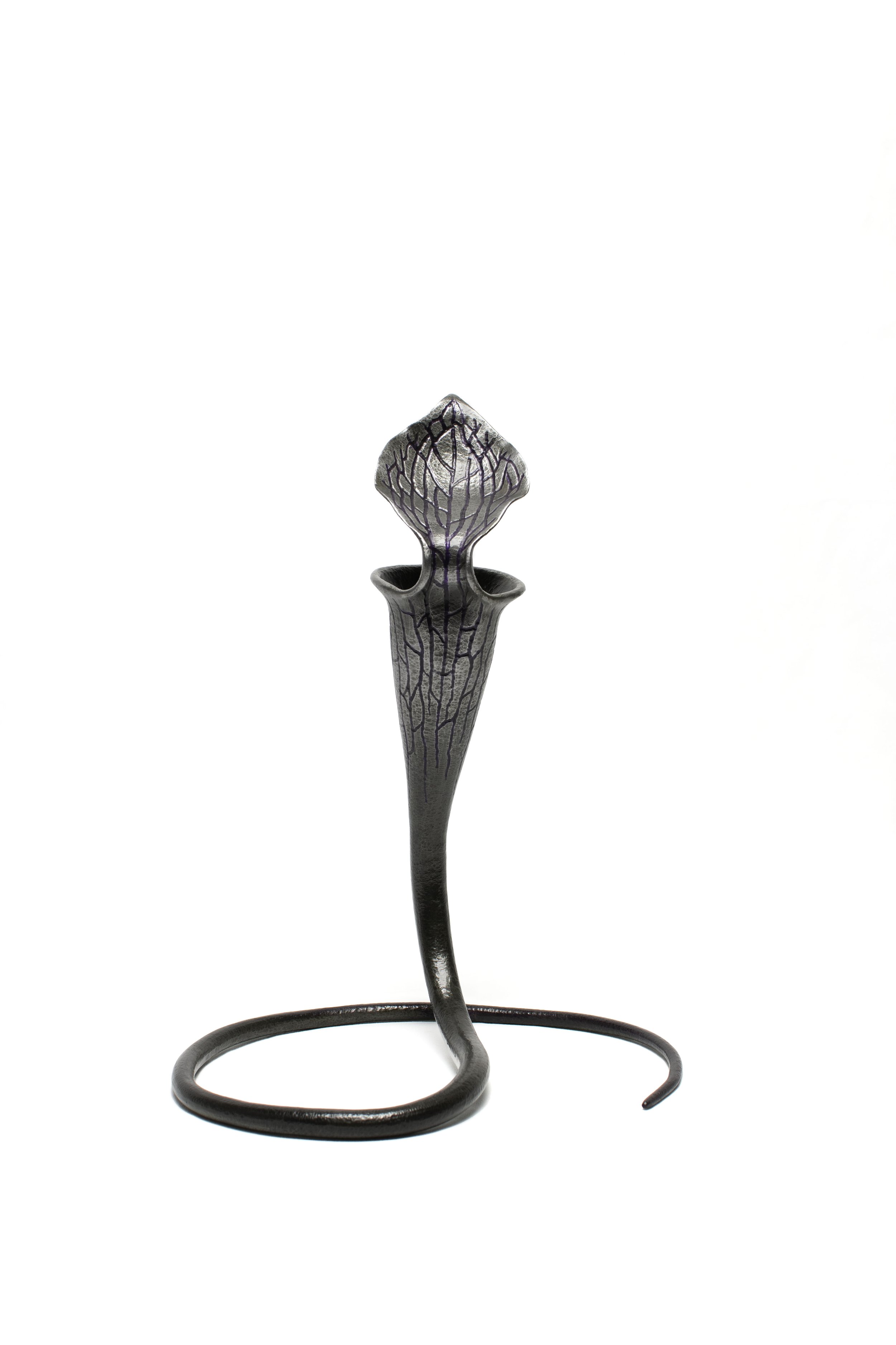 SARRACENIA VENOSA 3 .jpg