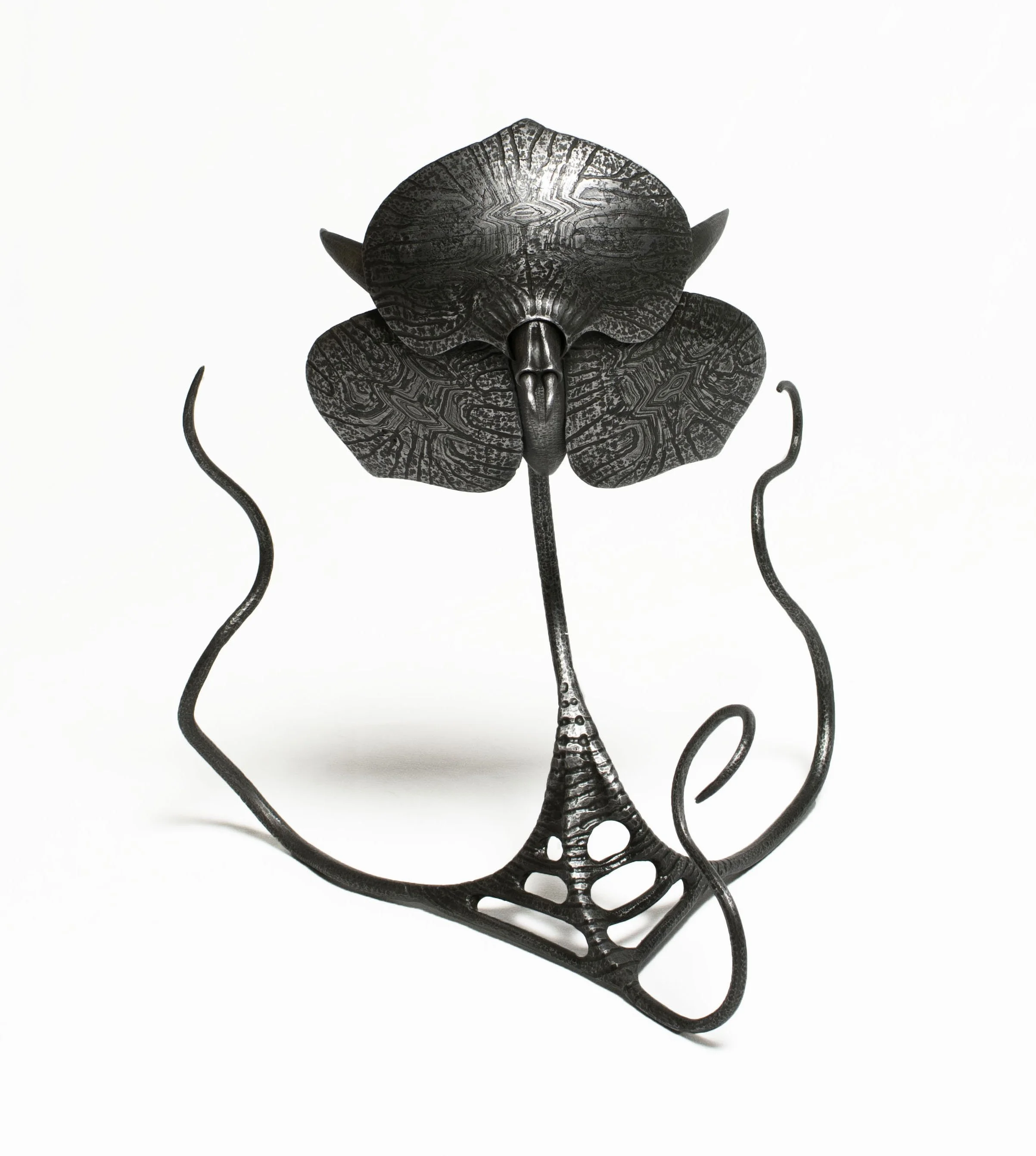 Telipogon Goitévo 1  crop large zoom .jpg