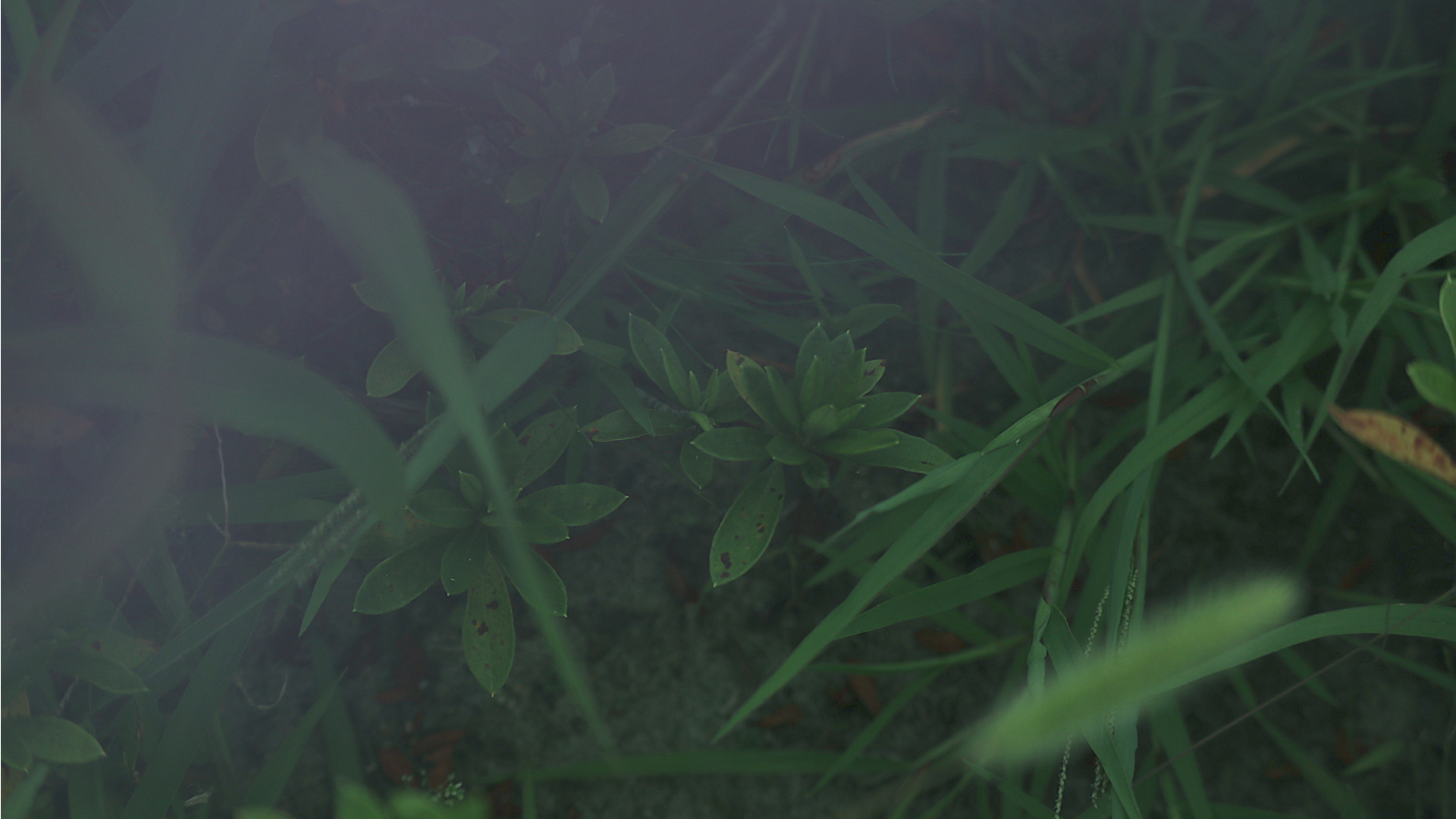 photo_gallery.003.png