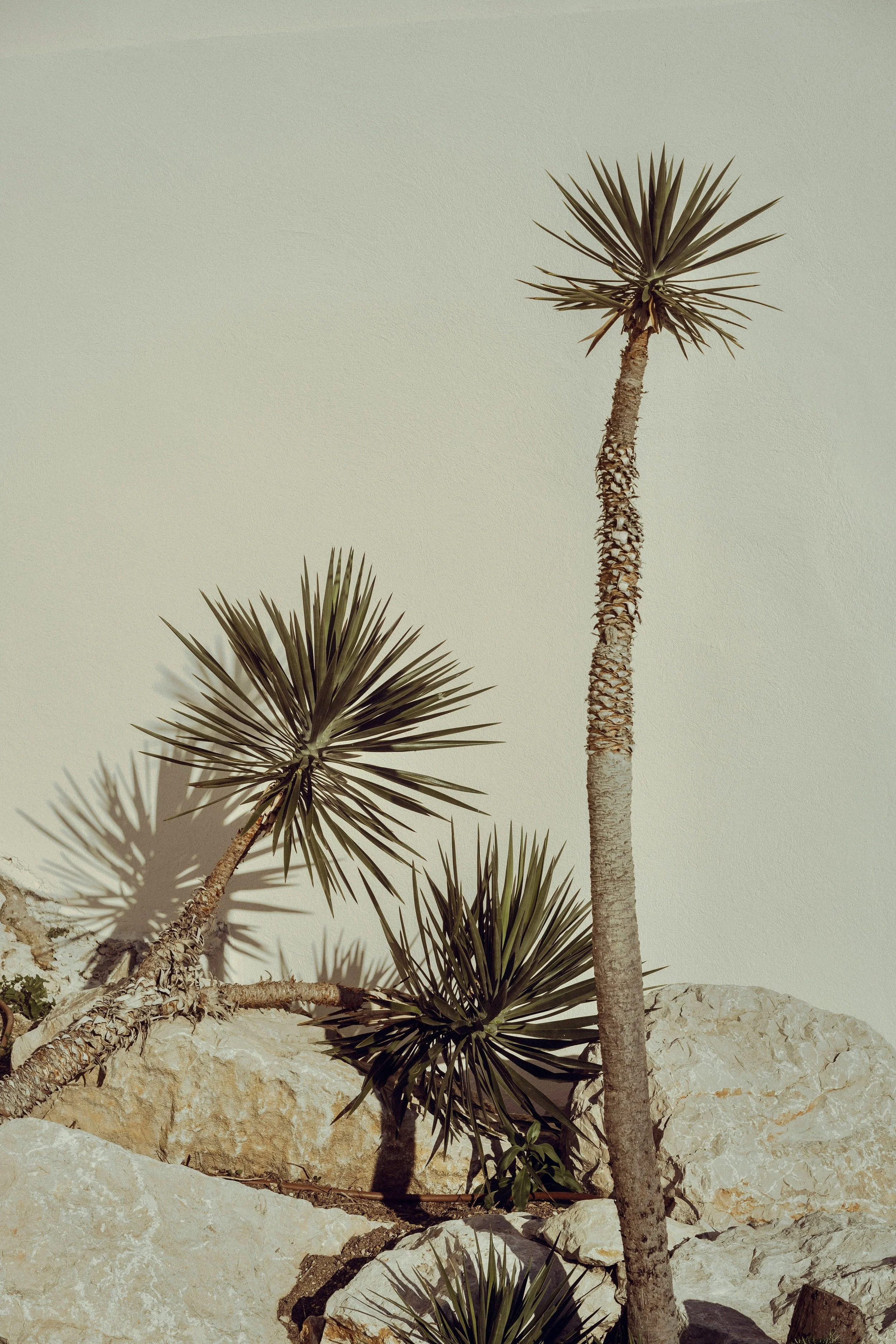 marjorie-manfre-CvMAaXAf0yQ-unsplash.jpg