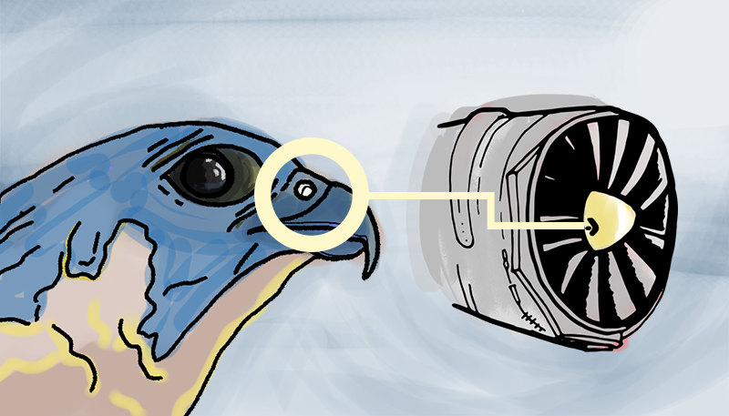 As Fast As A Flying Falcon 