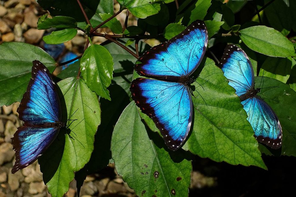 Página Principal - Blue Butterfly