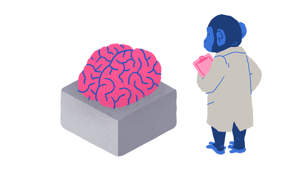 The Brain fitness S.E.N.S.E  Model 