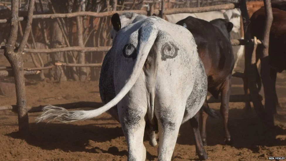 Protecting Cows Using Behavioural Science
