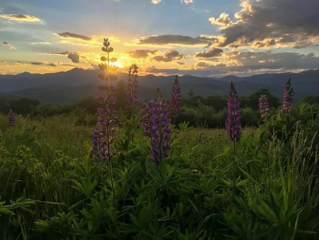 Lupine and Sunsets. Photo credit: Andrew Drummond