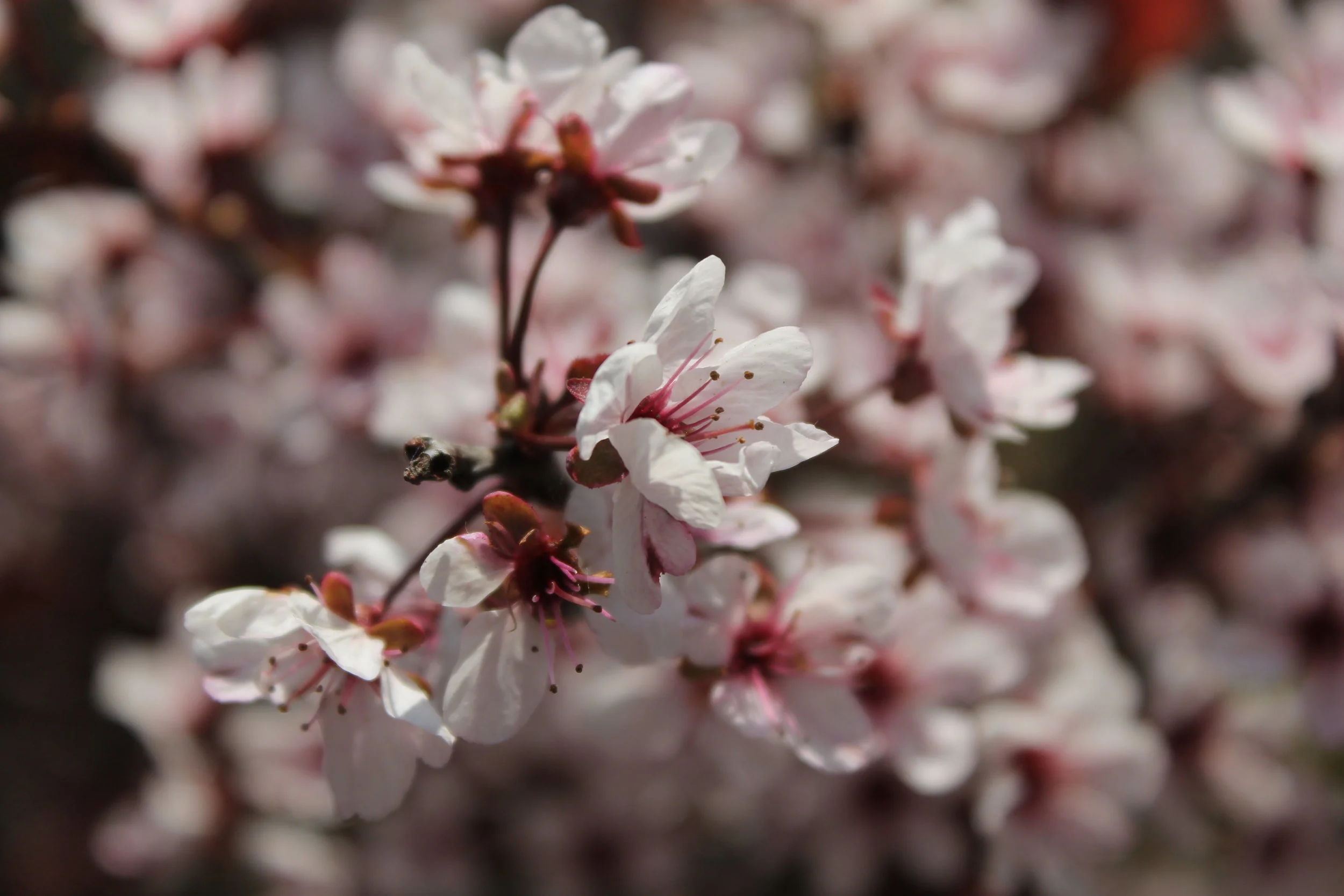 Spring blossom 