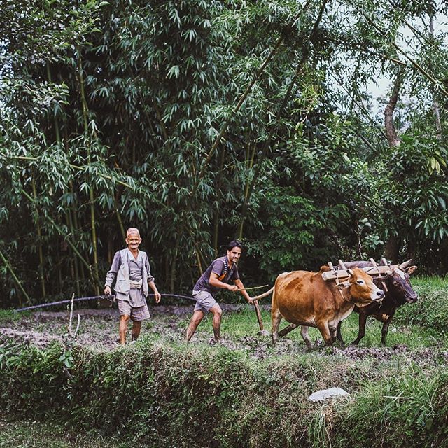 Farming is a hard working life, also in Nepal. The great organic food grows on their fields but their great work is only appreciated by few. #nepal #enjoynepal #travelnepal #foodsofnepal #flavoursofnepal