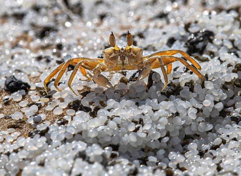 Nope, that&rsquo;s not sand the crab is scuttling over.  It&rsquo;s petroleum-based NURDLES, the building block of all things plastic.  According to Neel Danesha&rsquo;s article published to Vox today, &ldquo;An estimated 200,000 metric tons of nurdl