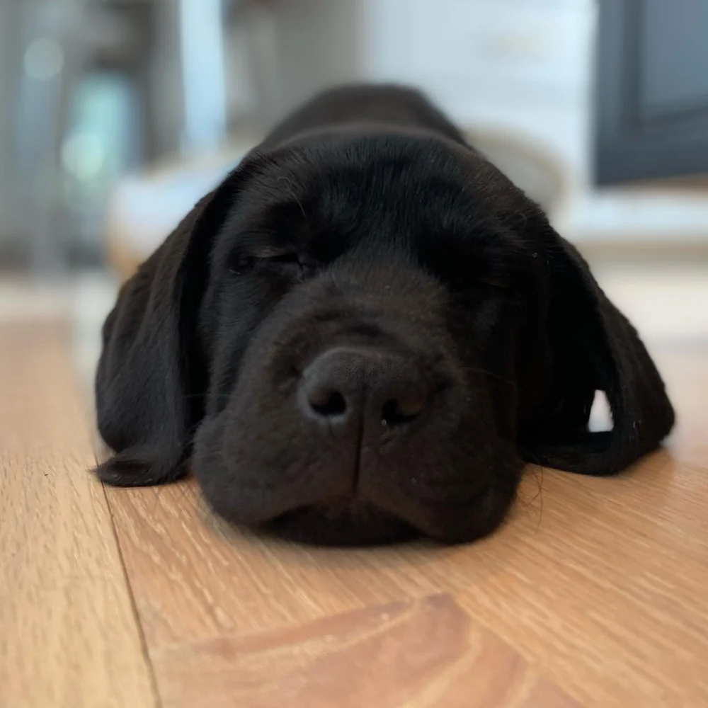 Please welcome HAABITT&rsquo;s new mascot.  She&rsquo;s snoozing on a low tox/ low VOC repurposed floor, of course.  #changeyourhaabitts #healthybuildingmaterials