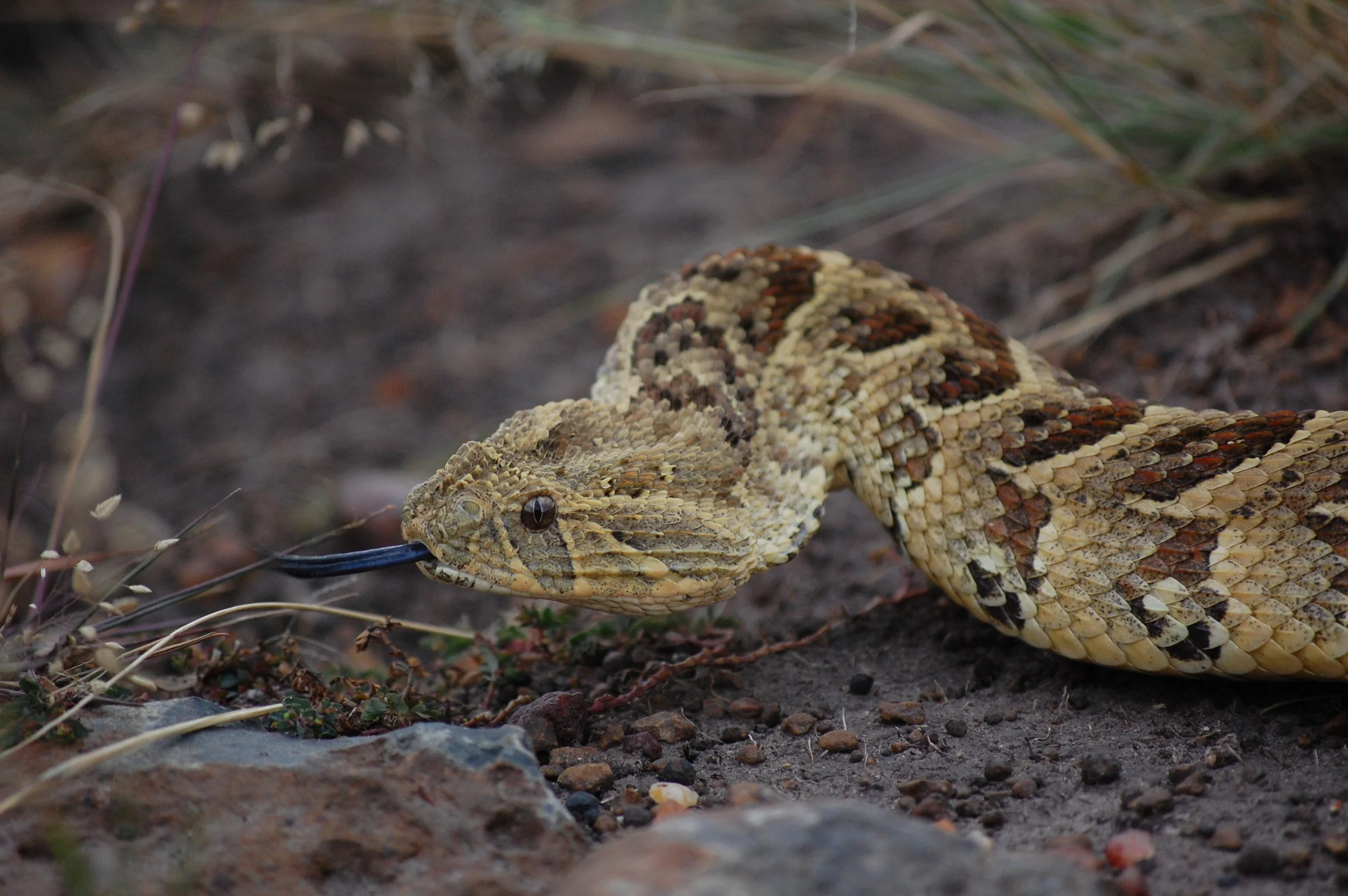 puff-adder.jpg
