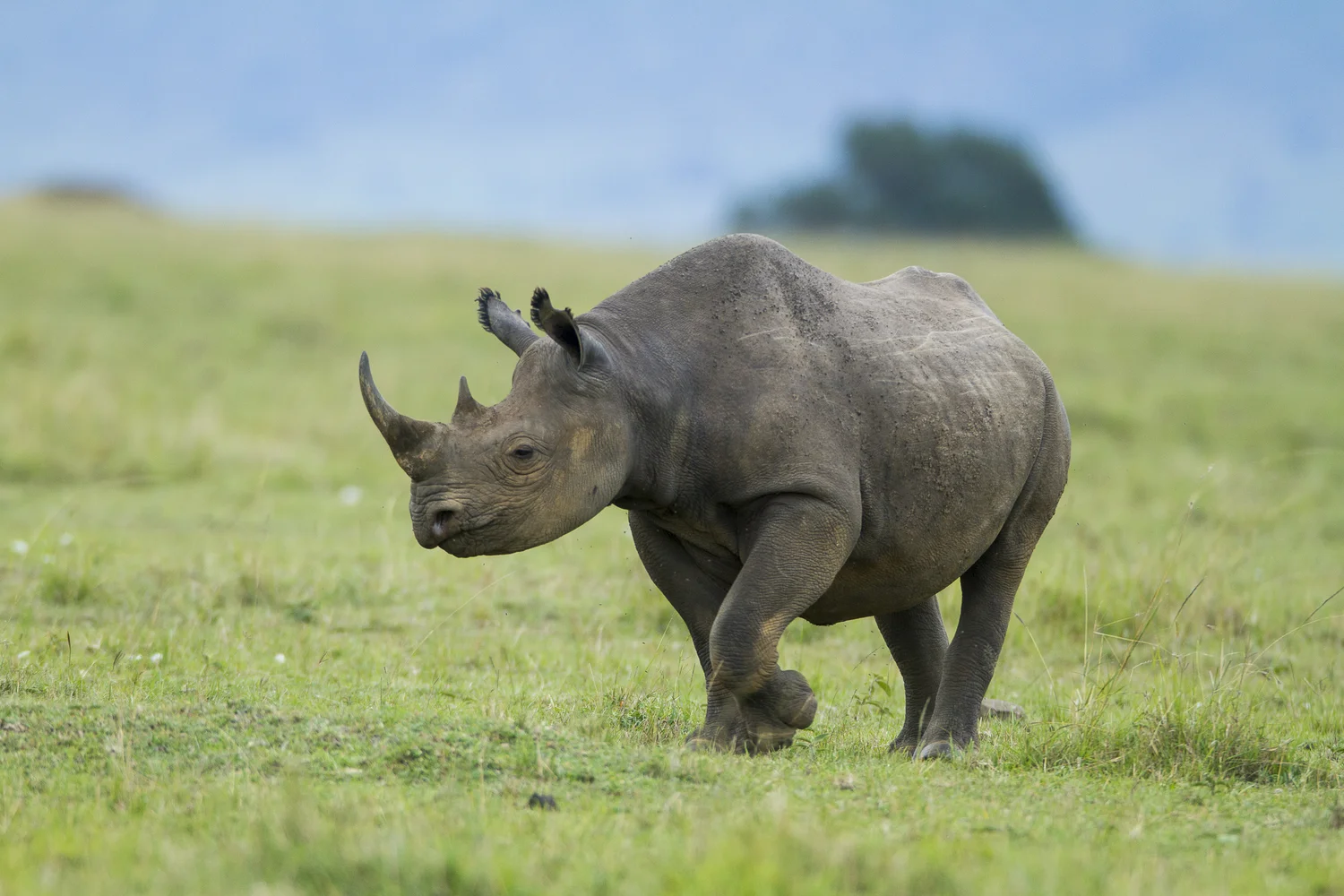 Black Rhino — Mara Conservancy