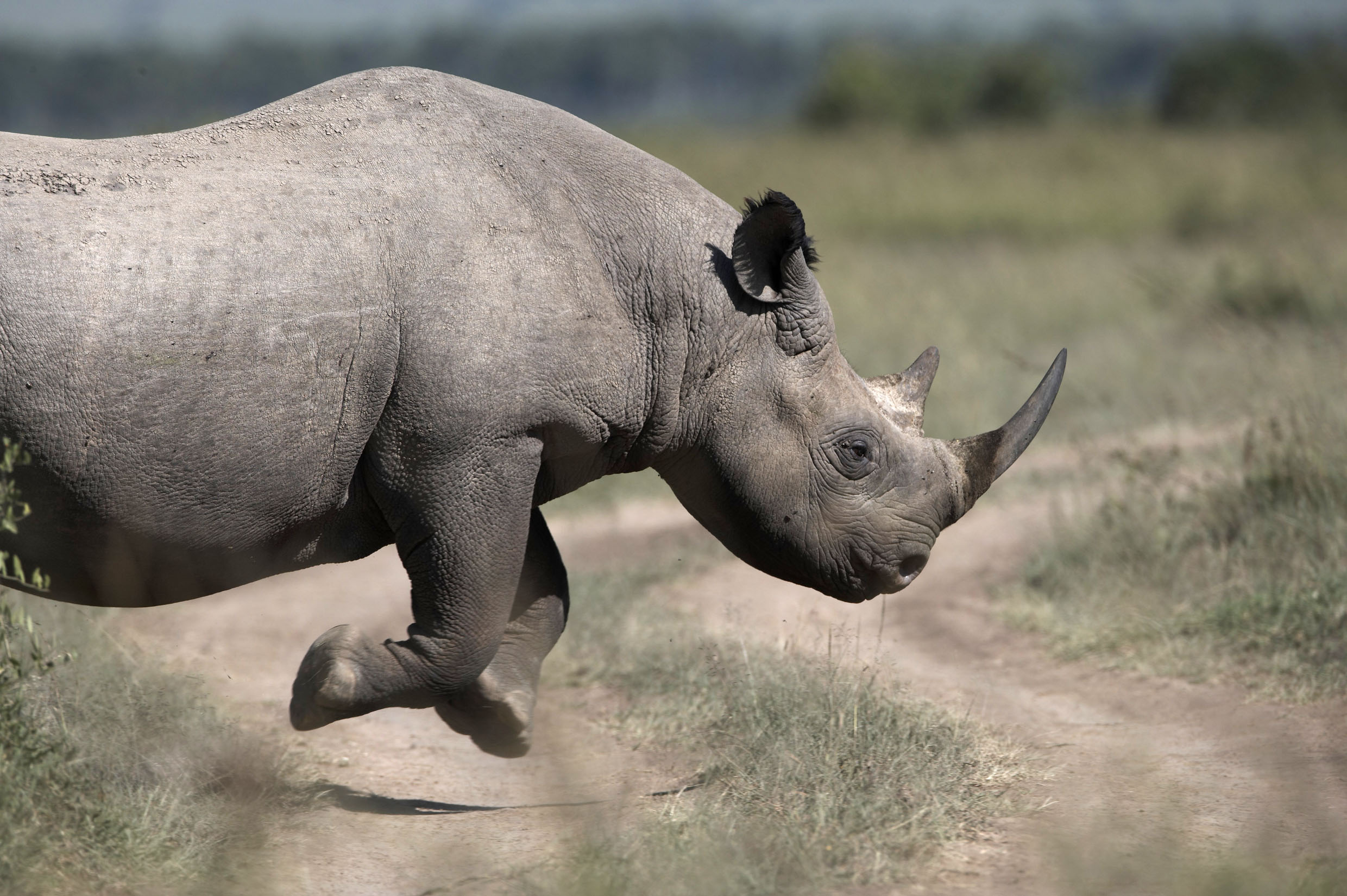 Cuantos rinocerontes quedan en el mundo