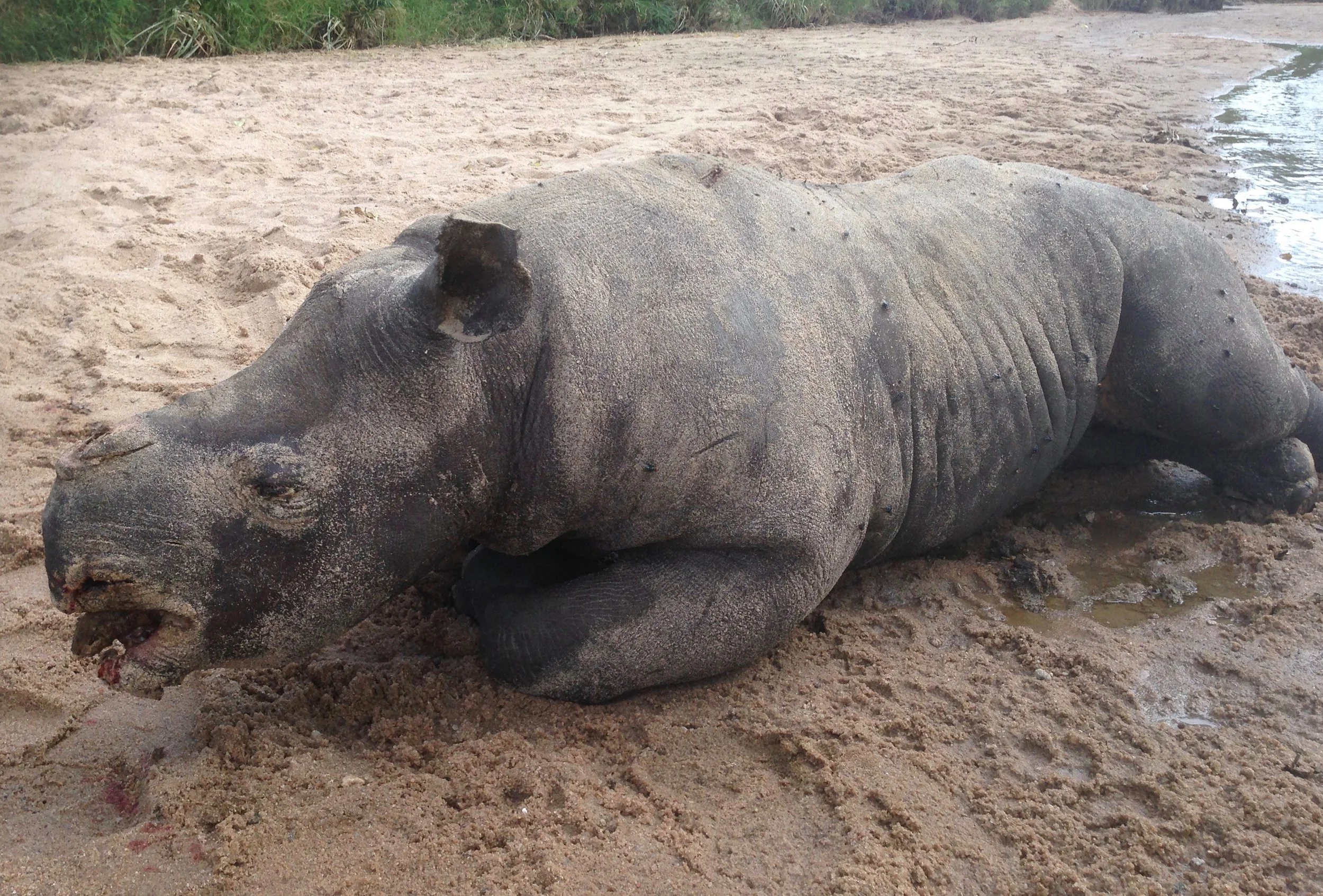 Young black rhino poached for its horn in the Masai Mara, February 2016.