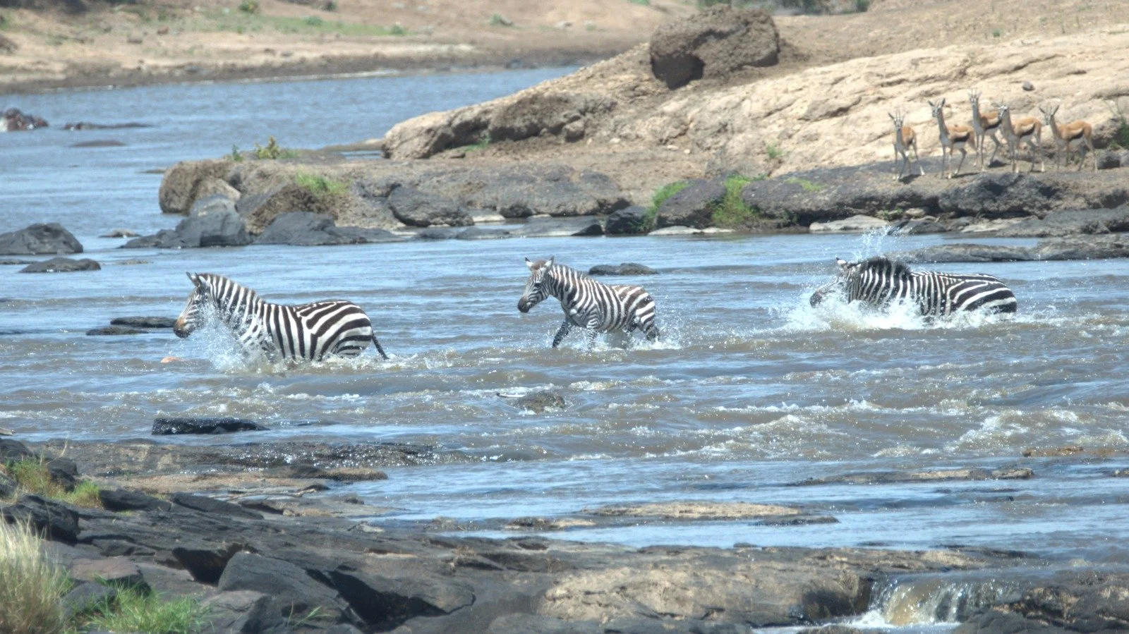 JUNE 2026 - 25 YEARS OF MARA CONSERVANCY