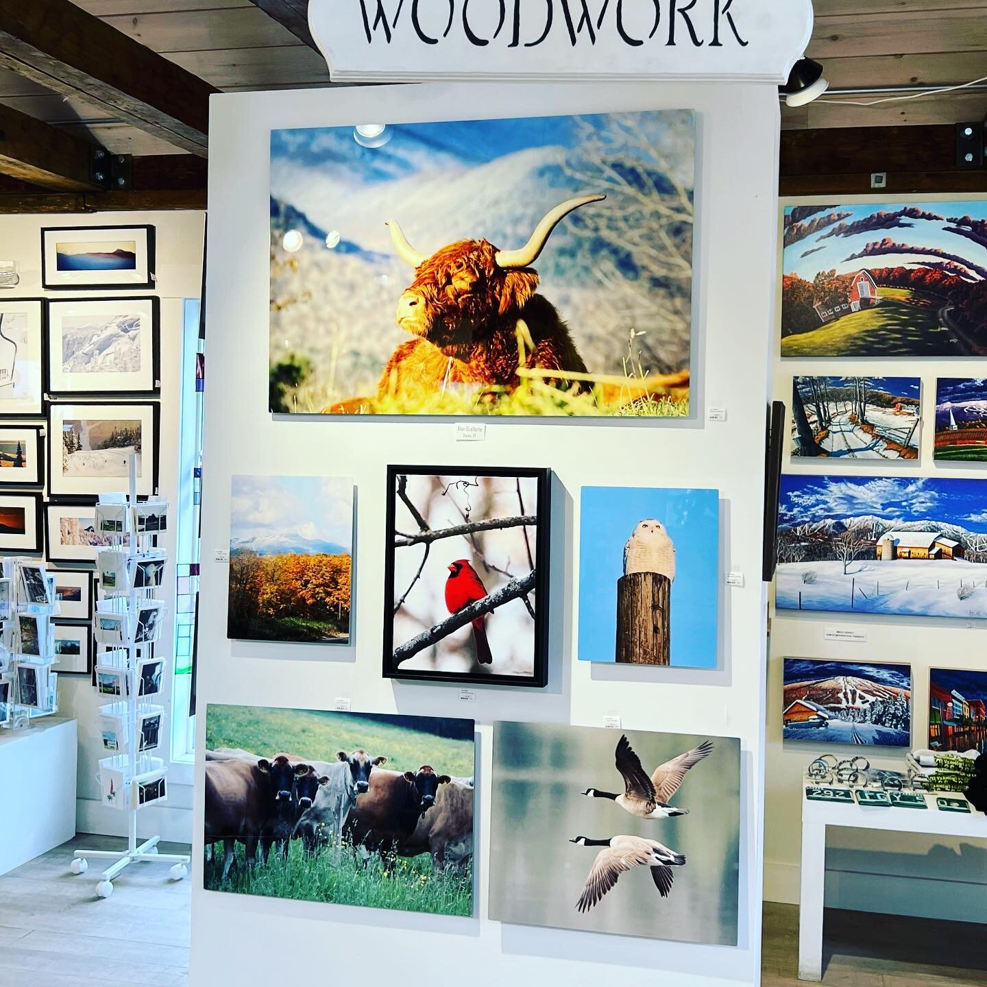 We are thrilled to welcome local photographer Alan Ouellette to Northwood Gallery. His pieces depicting Vermont wildlife and farm animals as well as scenic shots are a beautiful addition to our shop. #stowelocal #photography #scottishhighlandcattle #