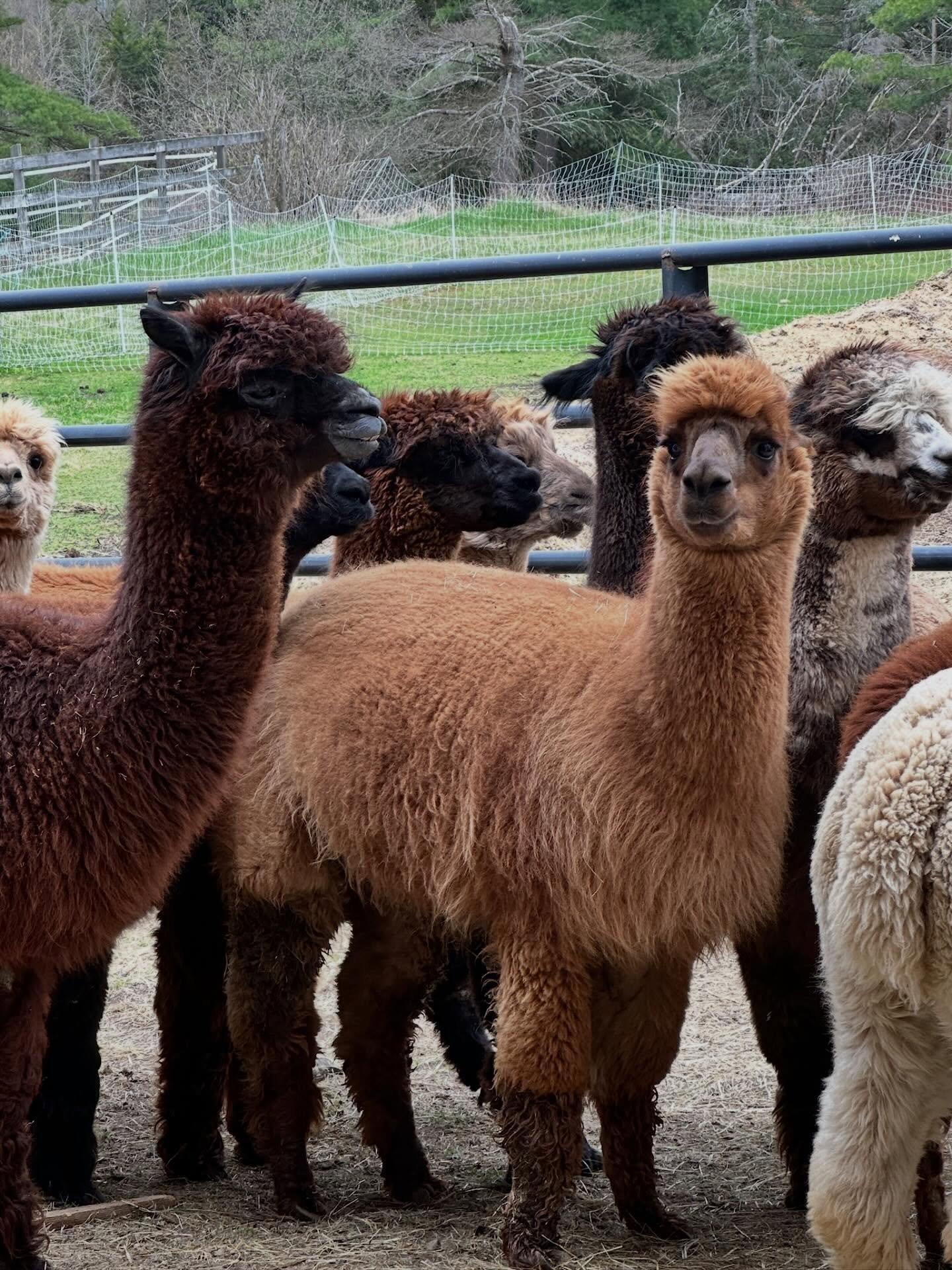 The before and after pictures of alpacas on shearing day will never not make me smile. These makeovers are incredible! Dave and I headed over early to Moonacre Alpaca Farm in Lincoln, VT yesterday and helped shear 41 alpacas. 

It&rsquo;s always a fu