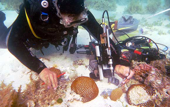 sci-daniel-wangpraseurt-underwater.jpg