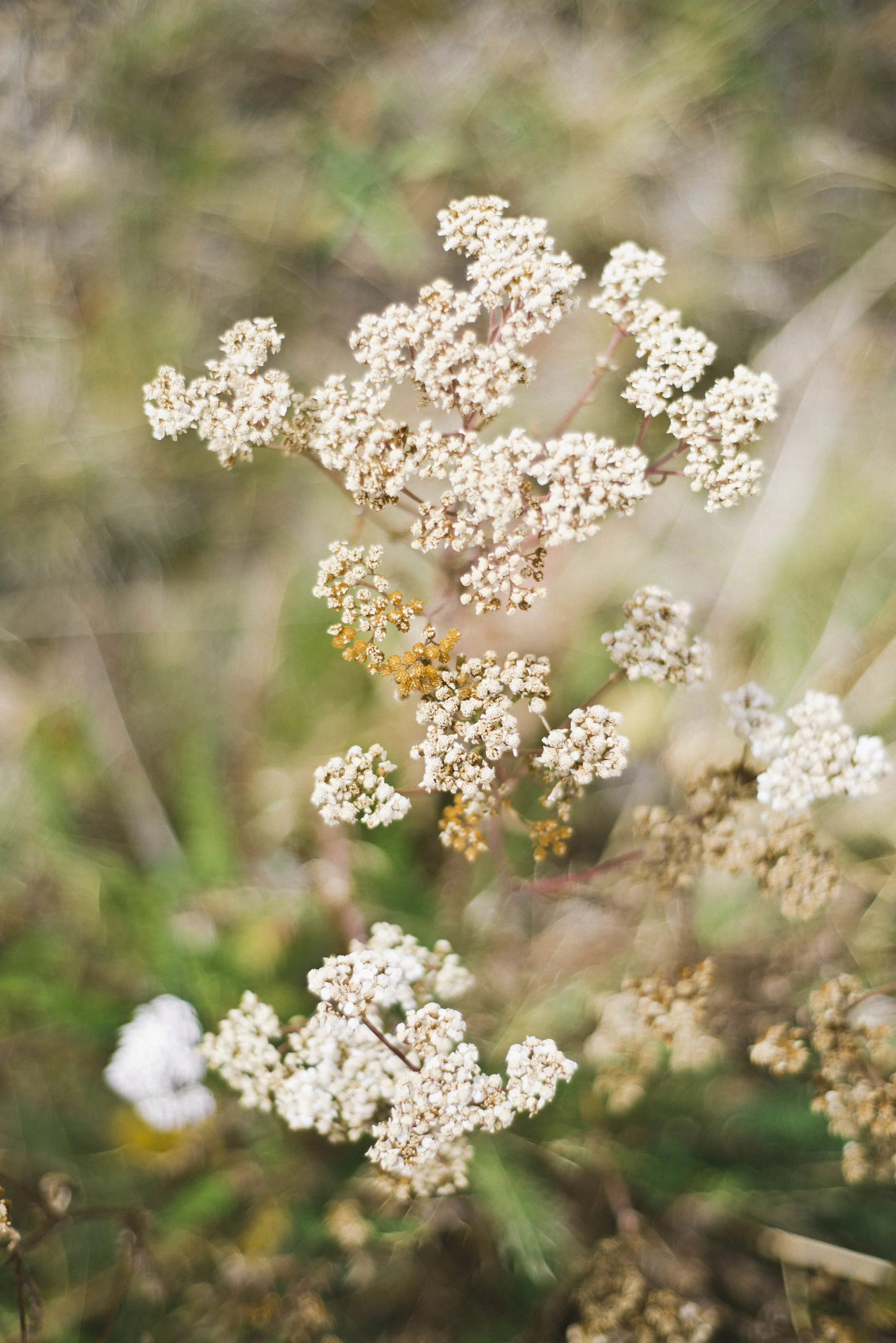 BARTLETT WEDDINGS_Balue_Website_017.jpg