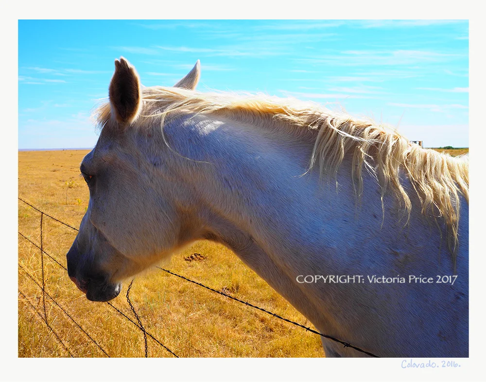 Horse Landscape