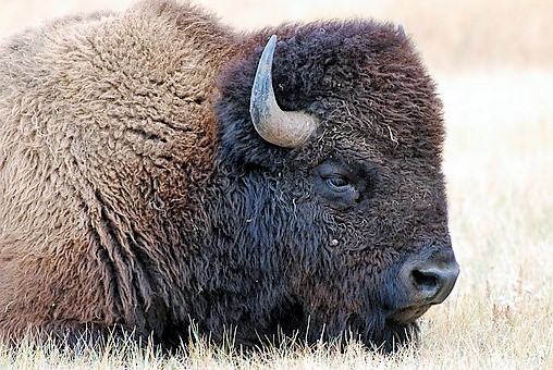 bison.jpg