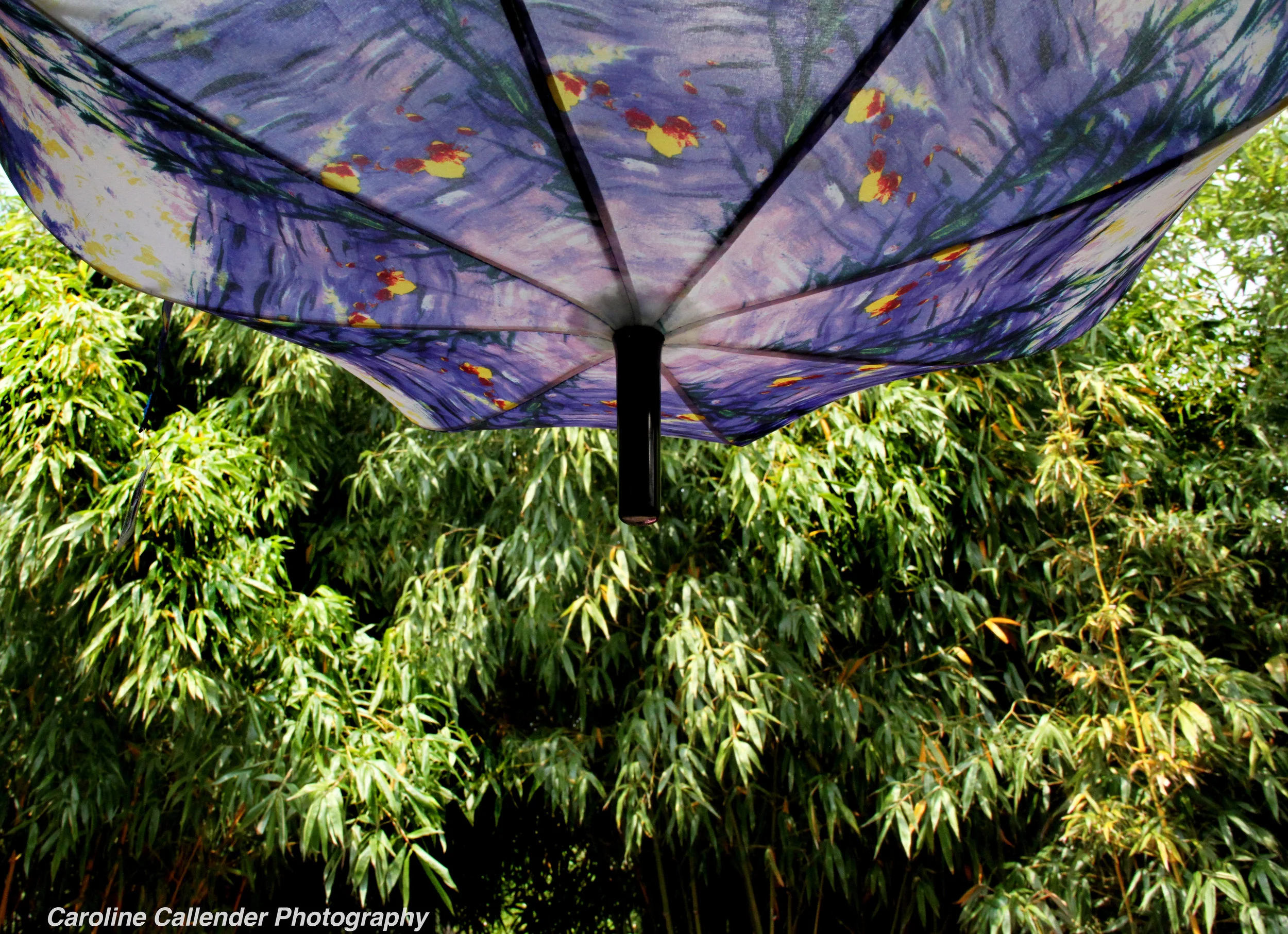 Umbrella.jpg