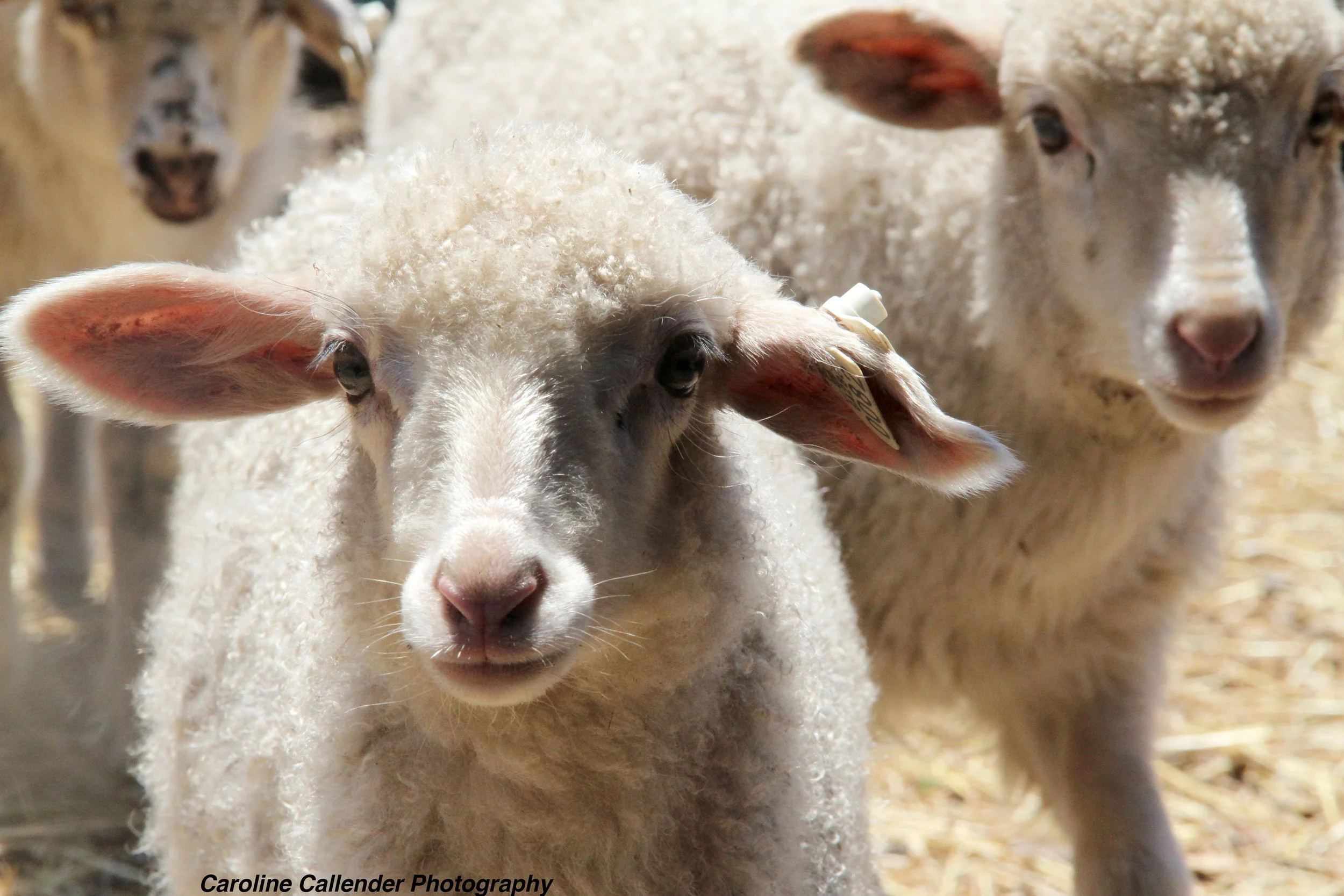 Lamb.jpg