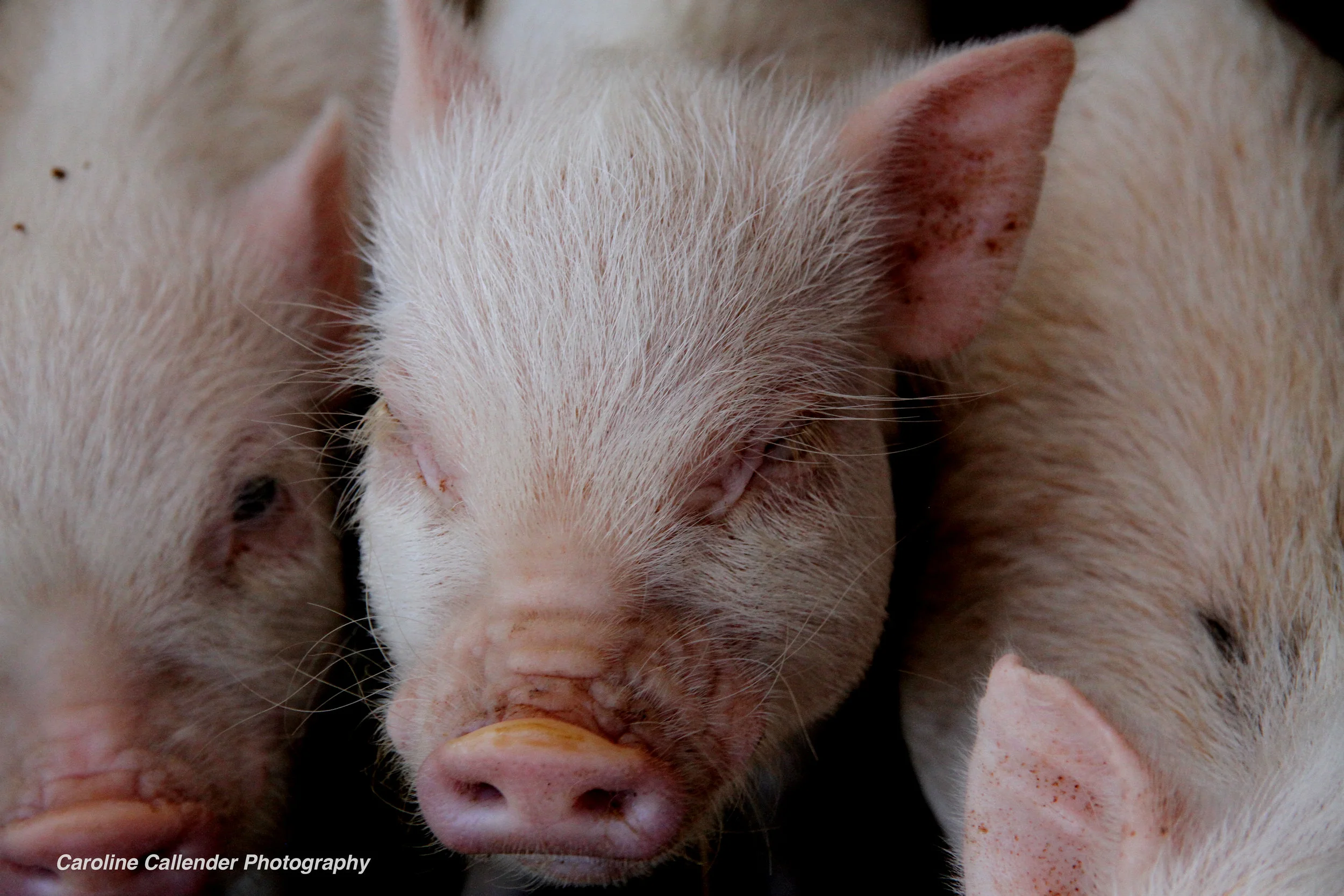 Pigs.jpg