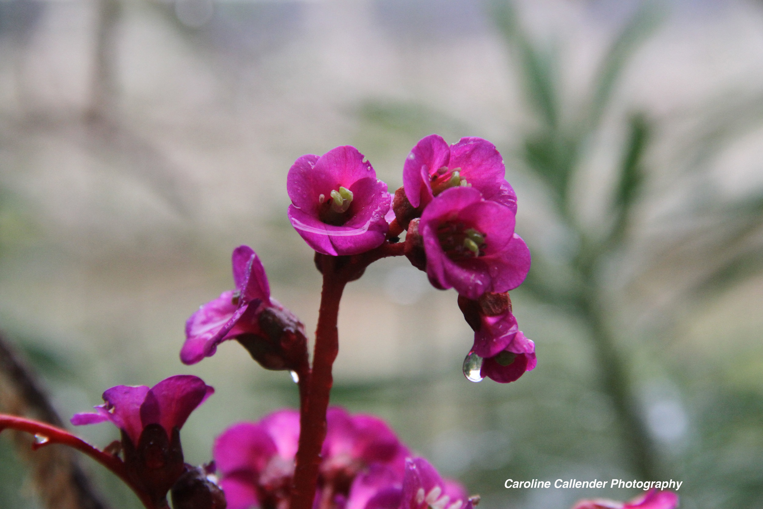 PurpleFlowers.jpg