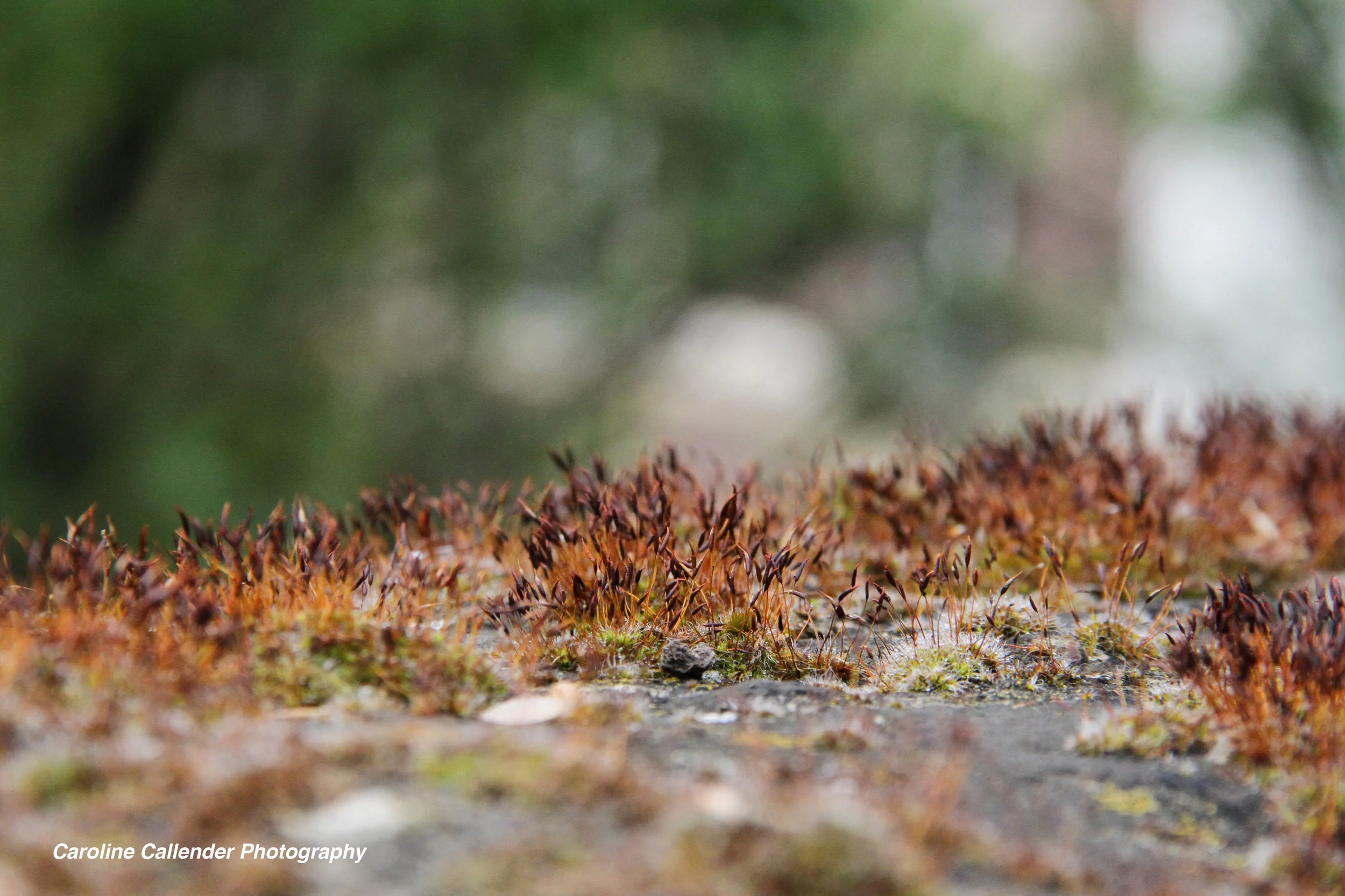 Moss.jpg