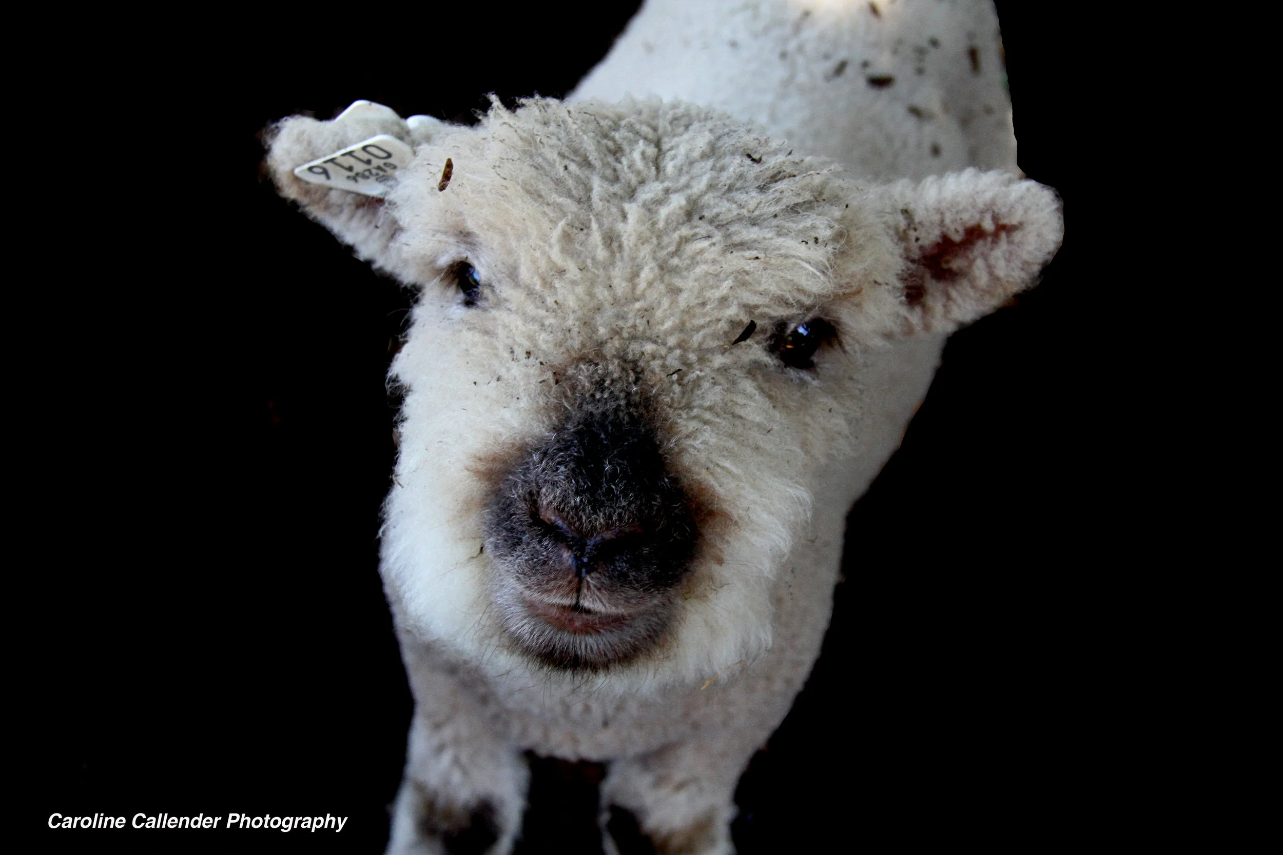 Lamb2.jpg