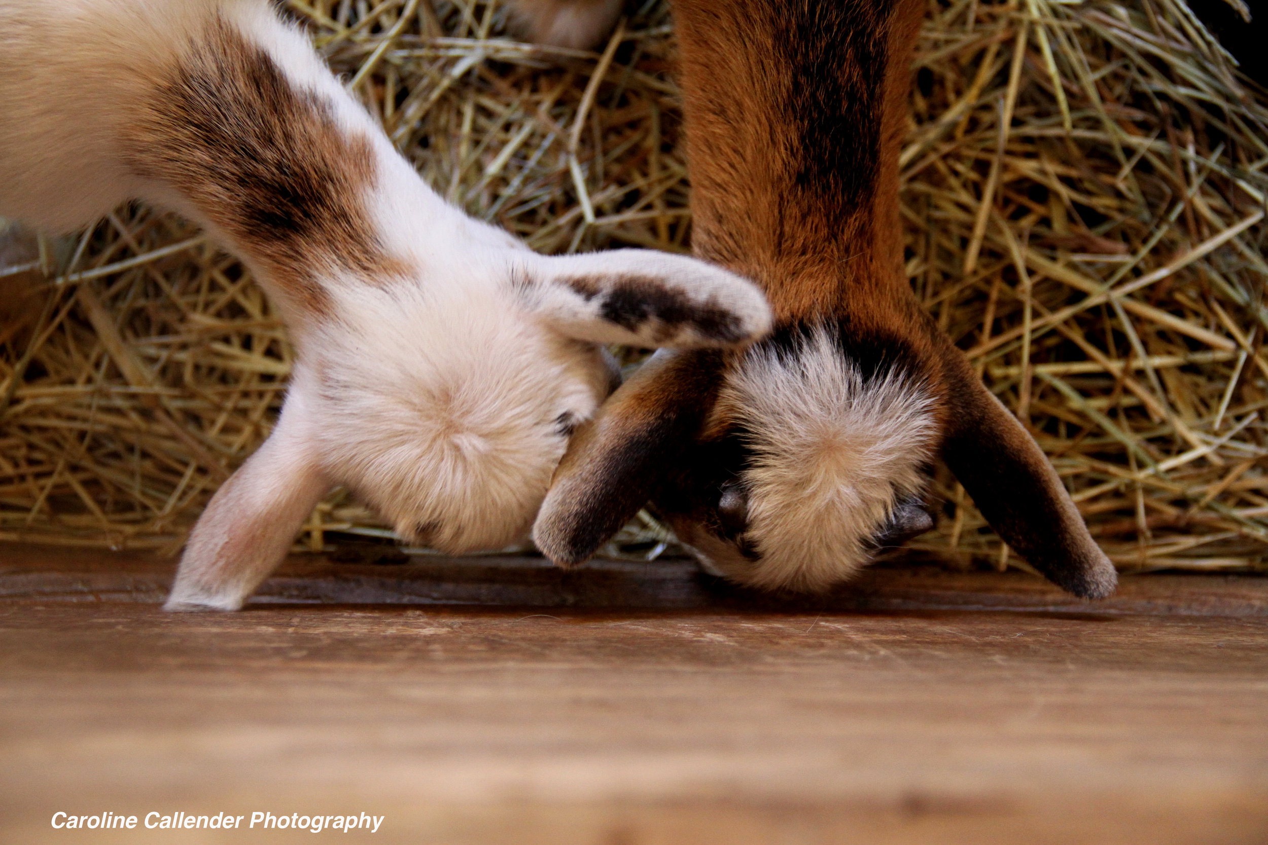 babygoats.jpg