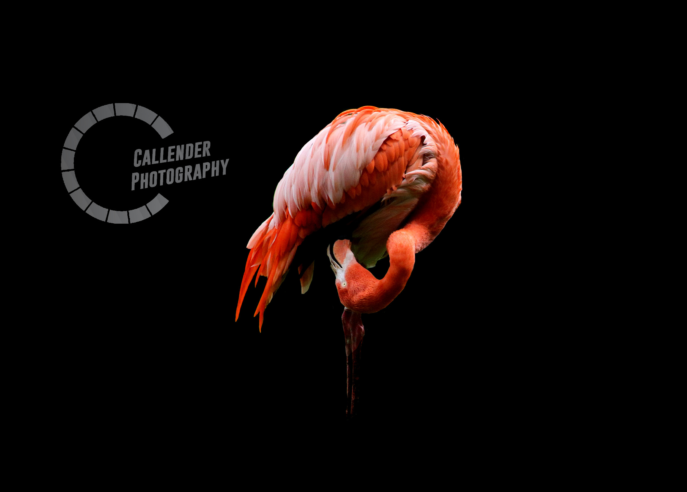 flamingologo.jpg