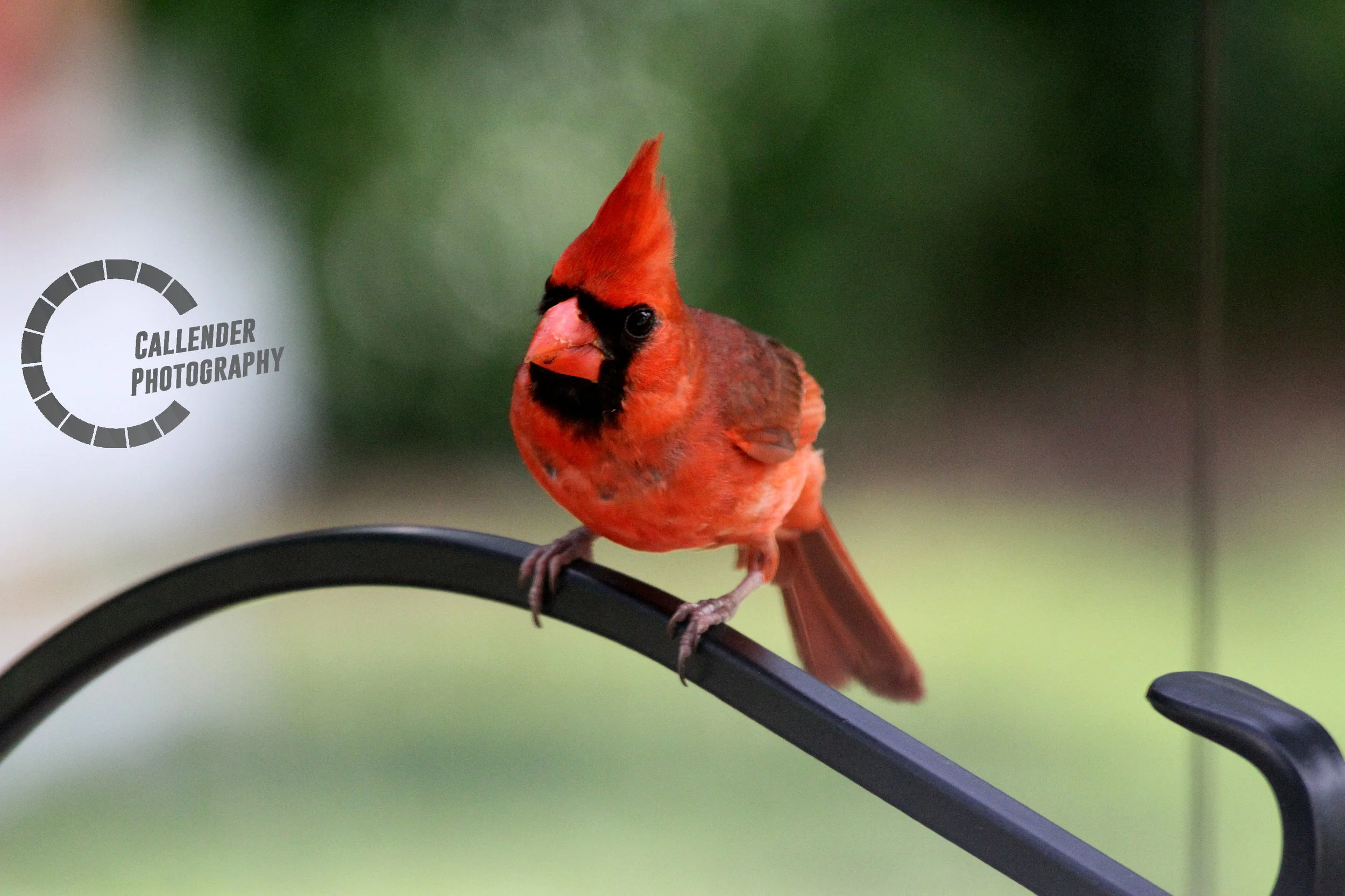cardinal.jpg