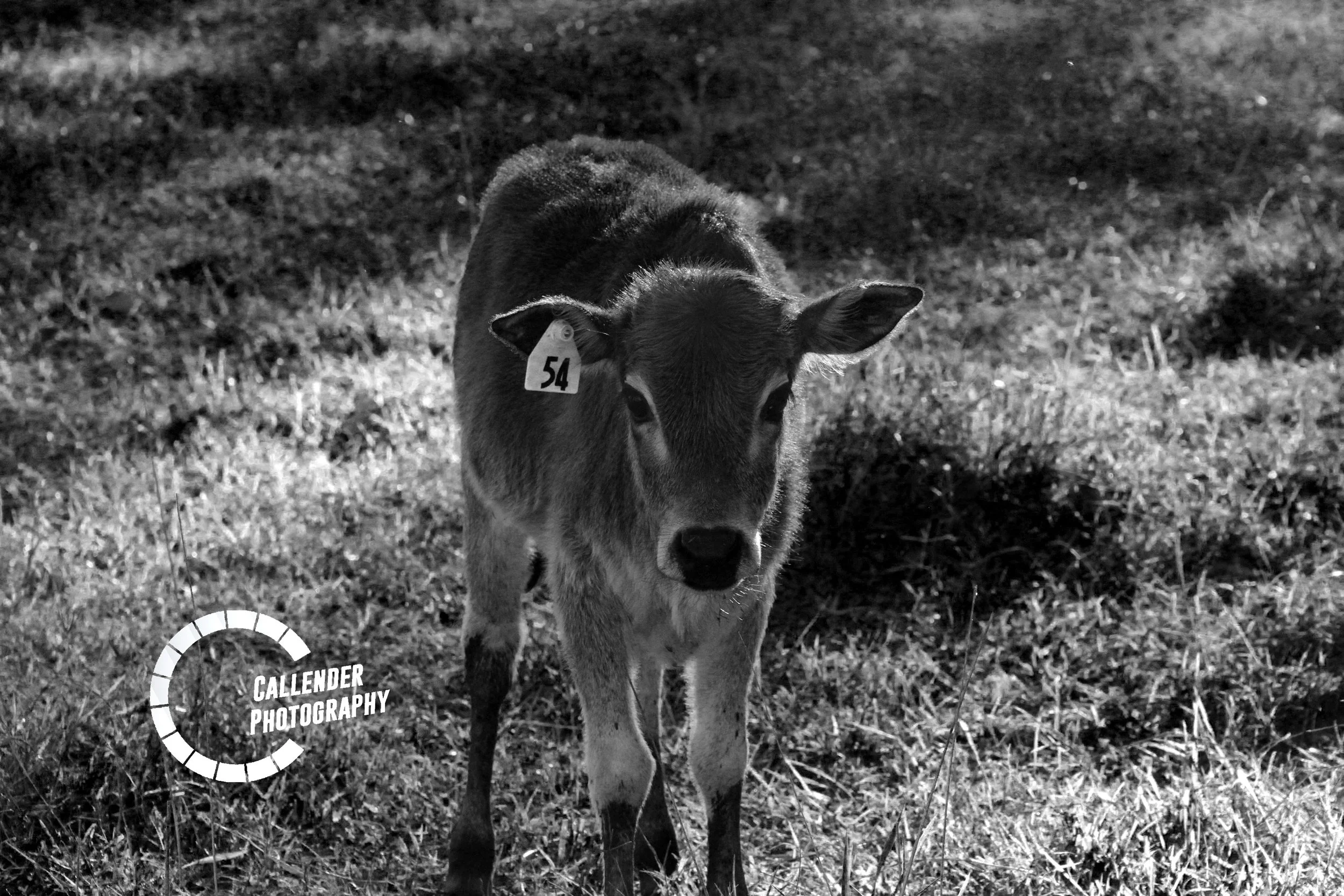 zebu.jpg