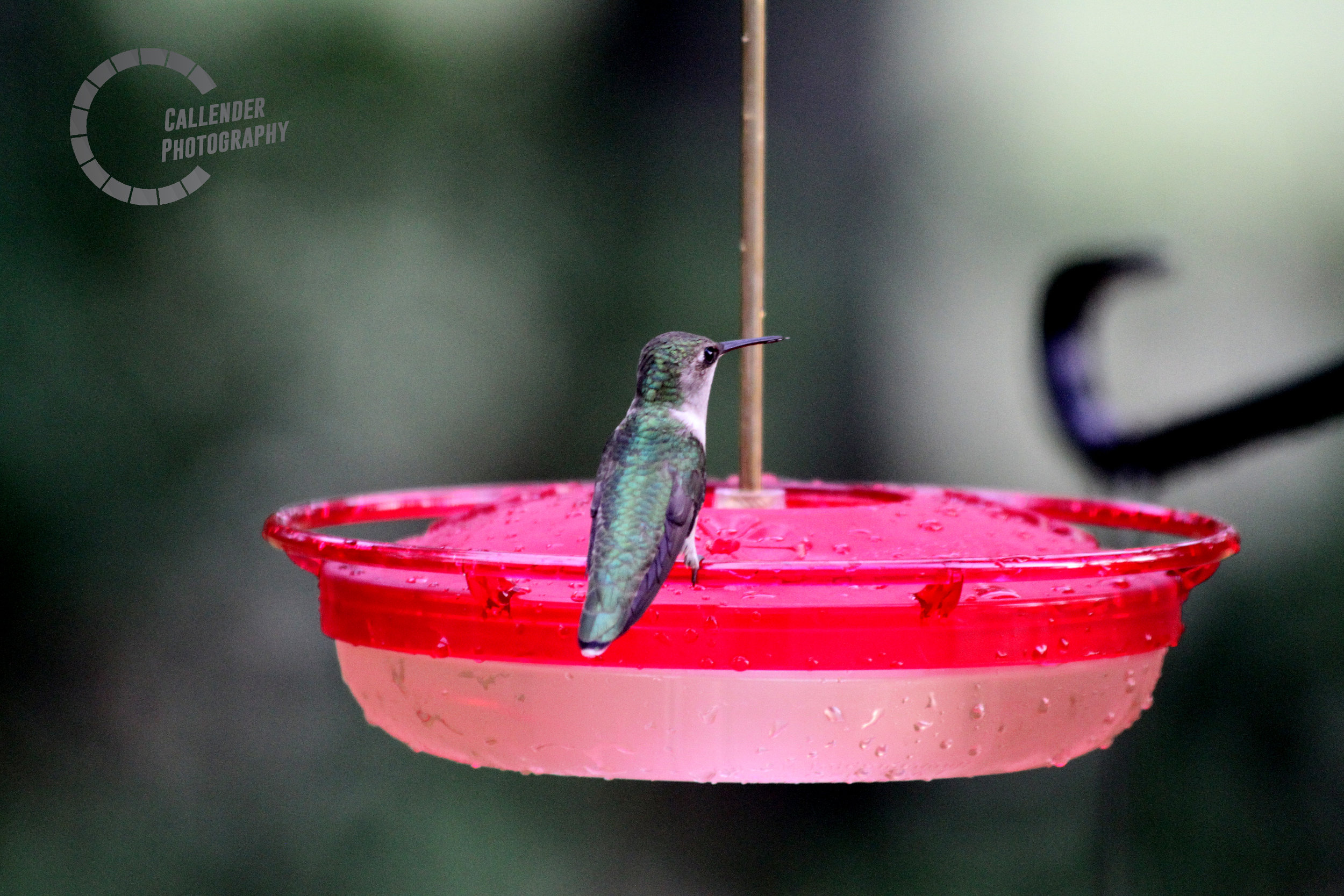 hummingbird.jpg