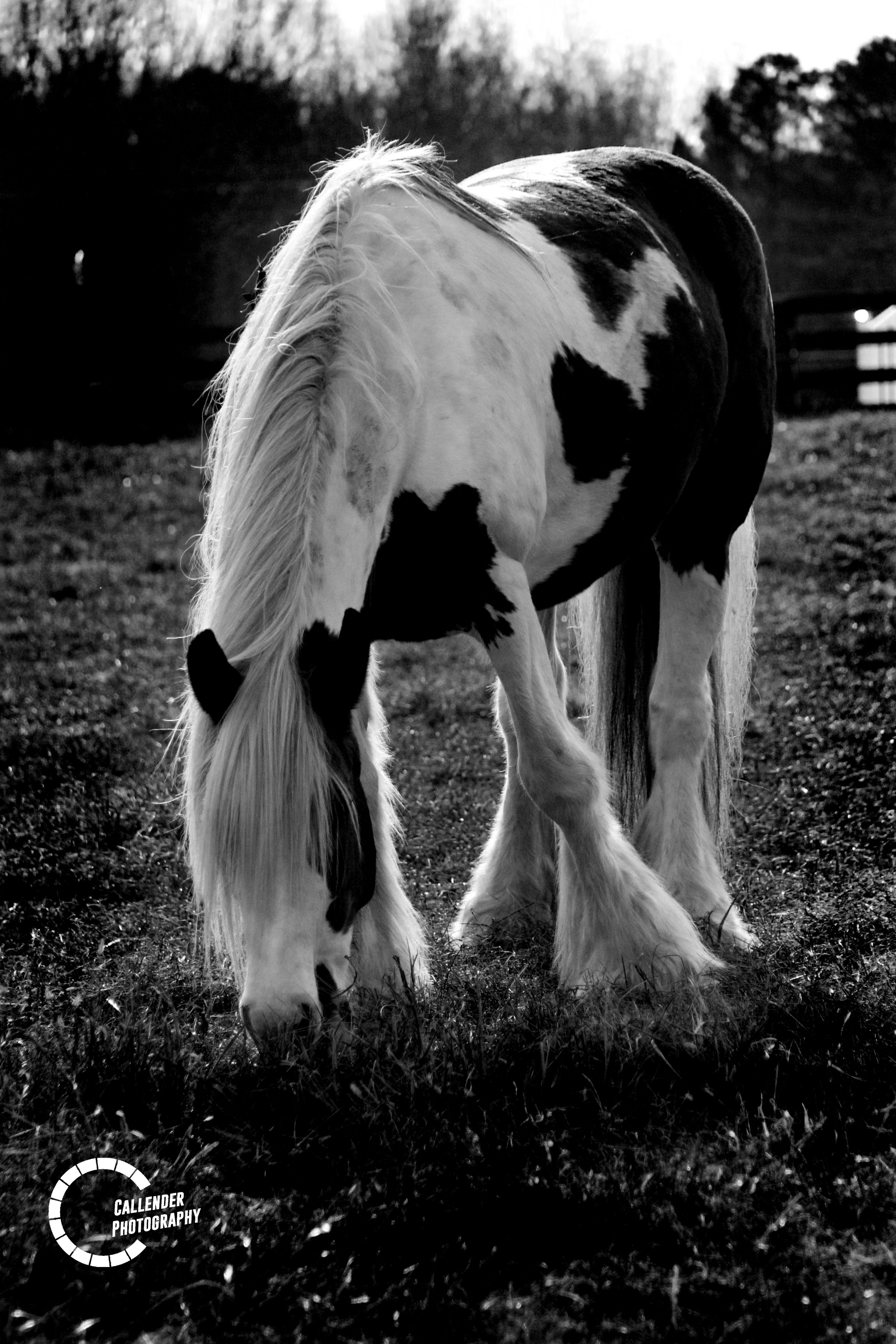 Lily