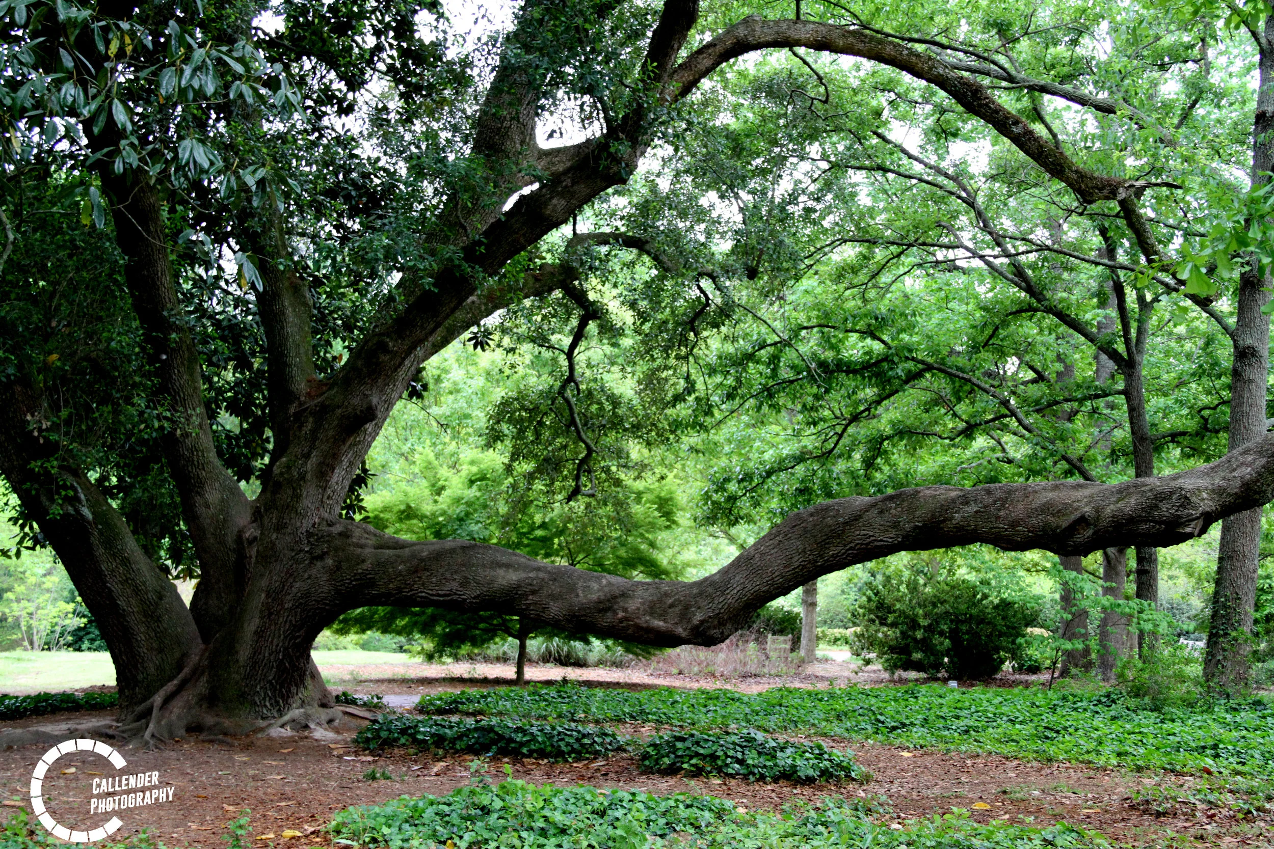tree.jpg