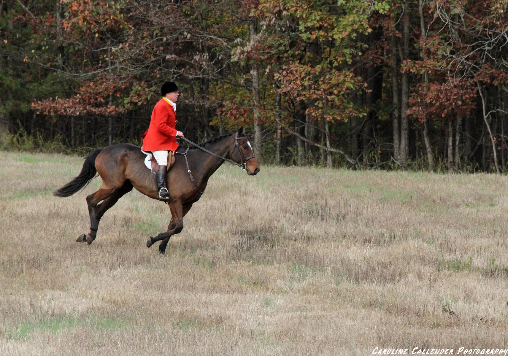 gallop.jpg