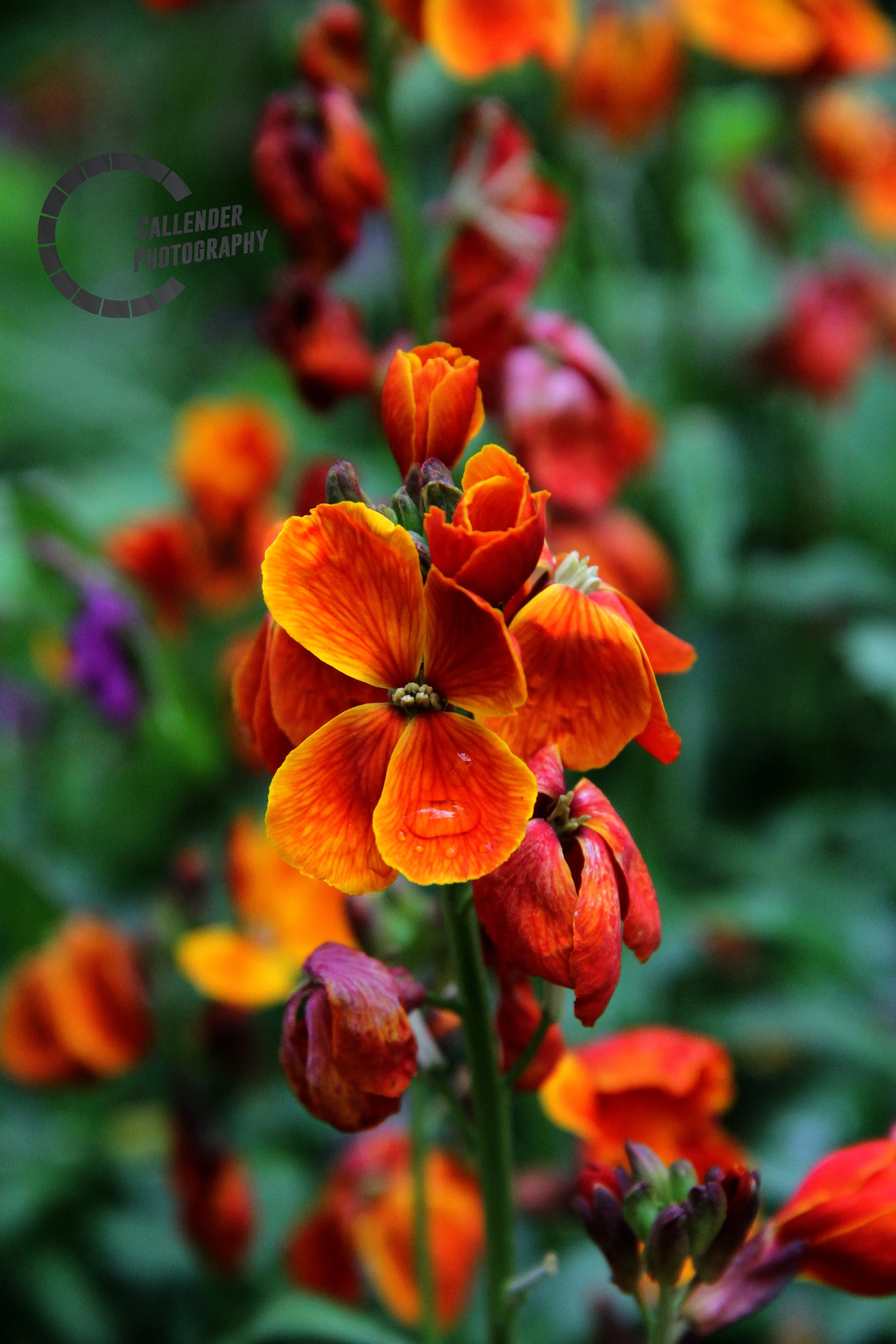 petals.jpg