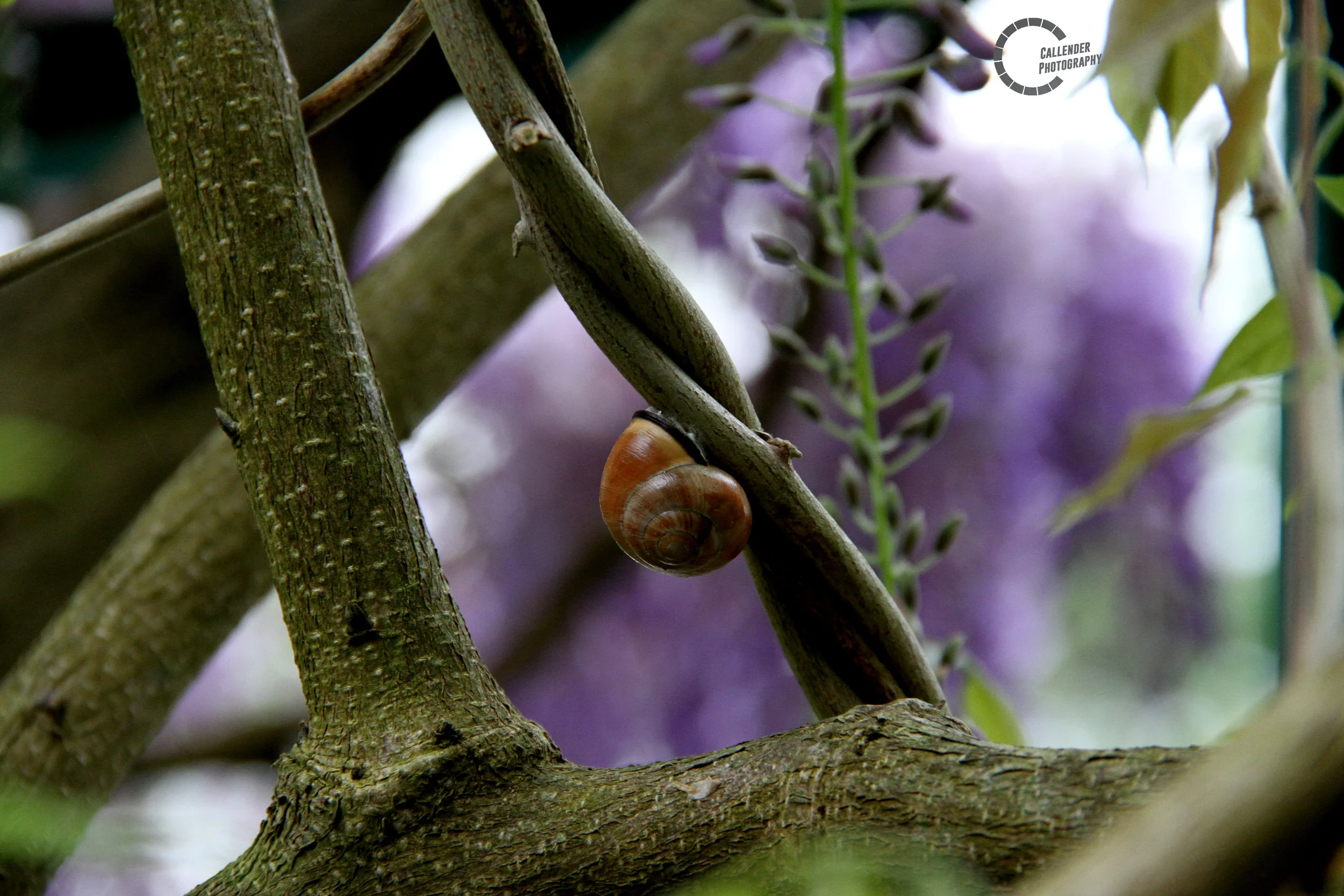 snail.jpg