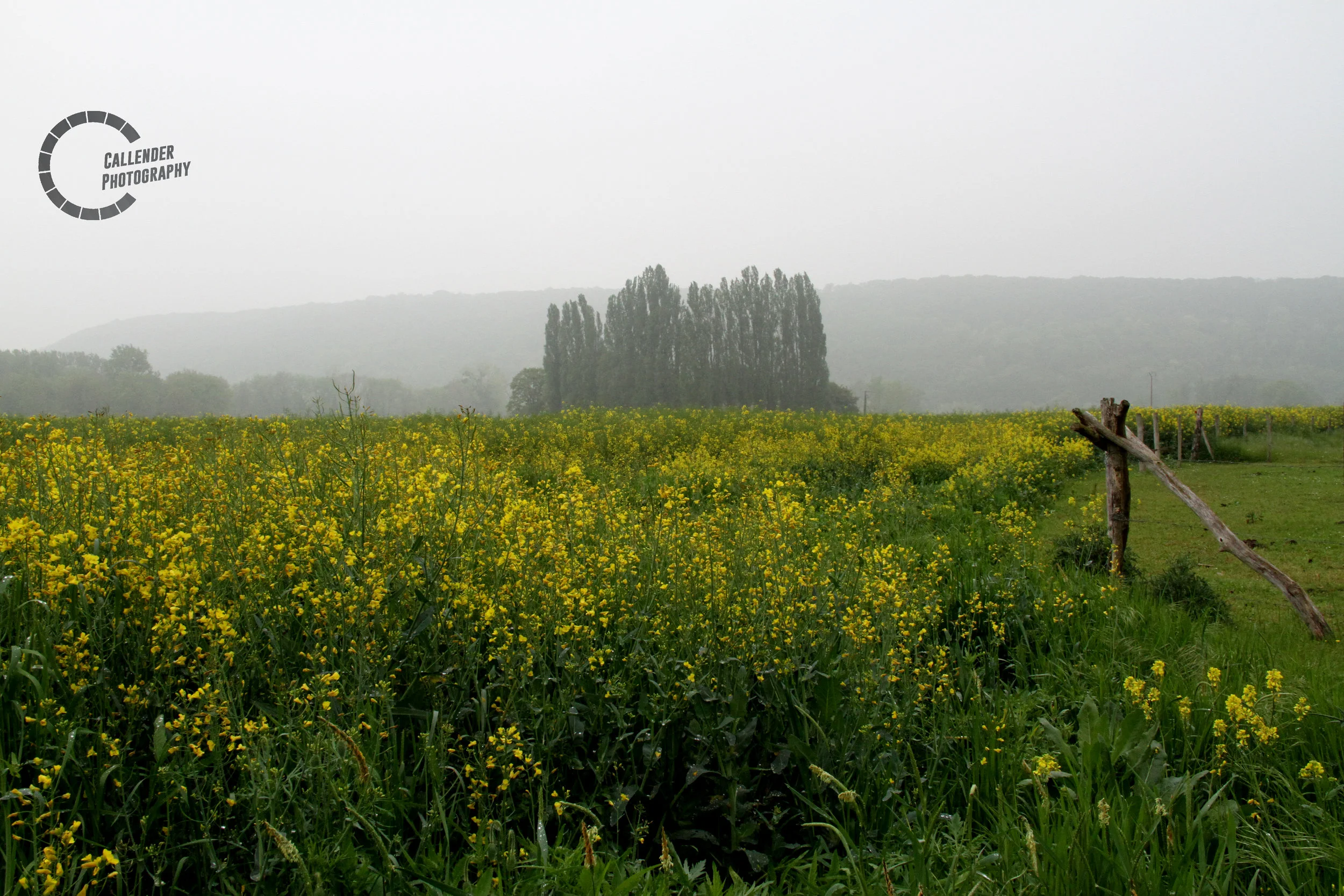 view.jpg