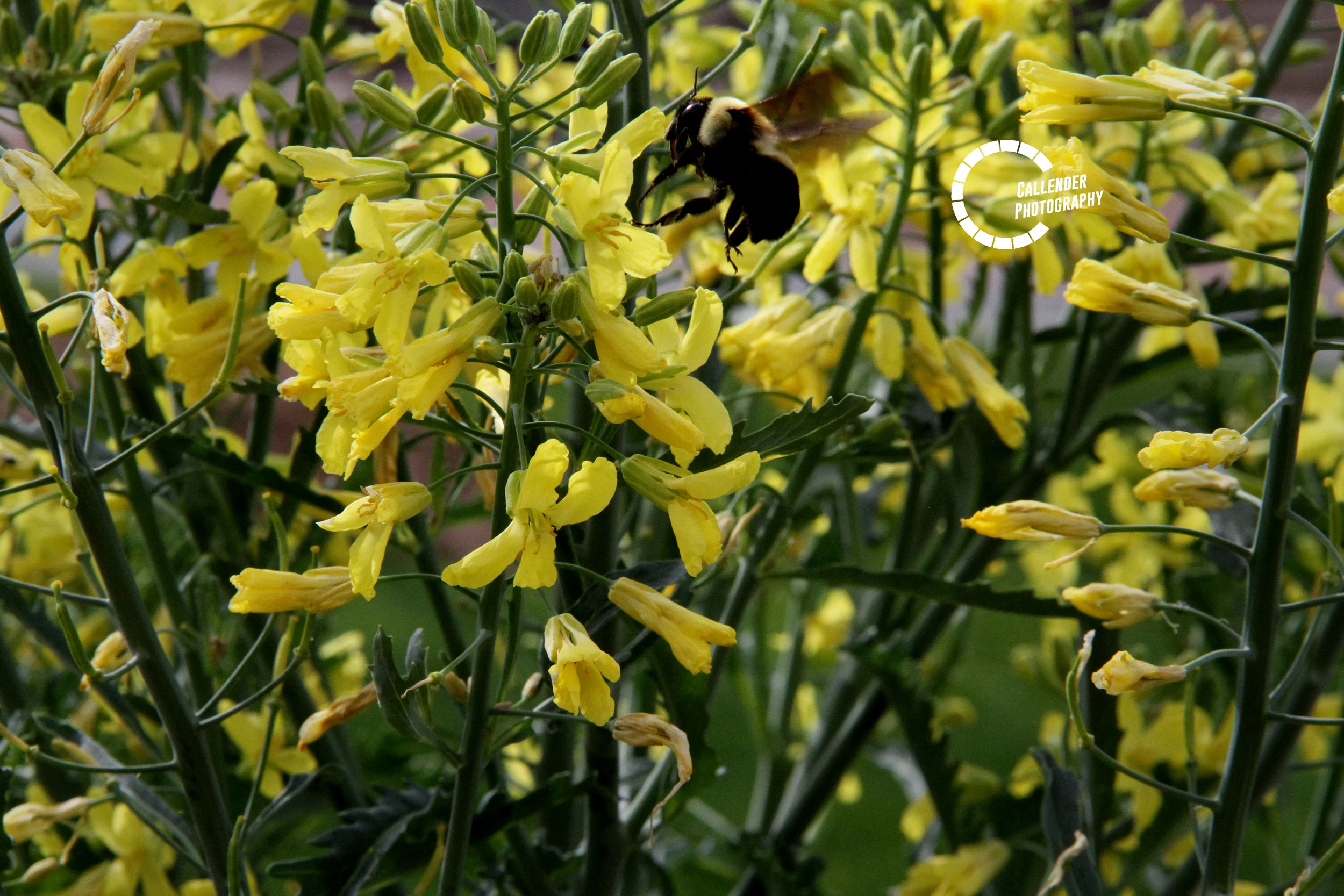 flyingbee.jpg