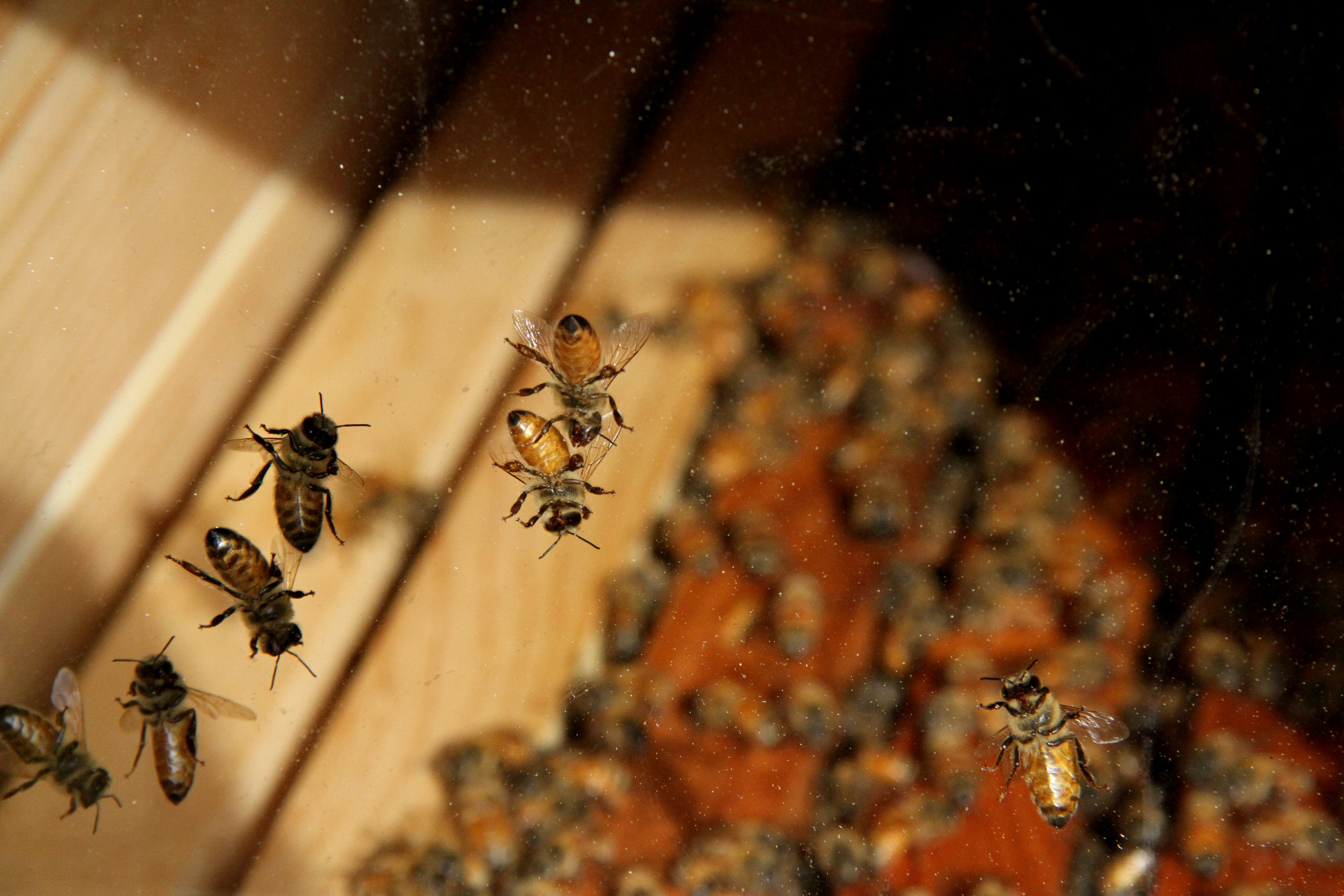bees.jpg