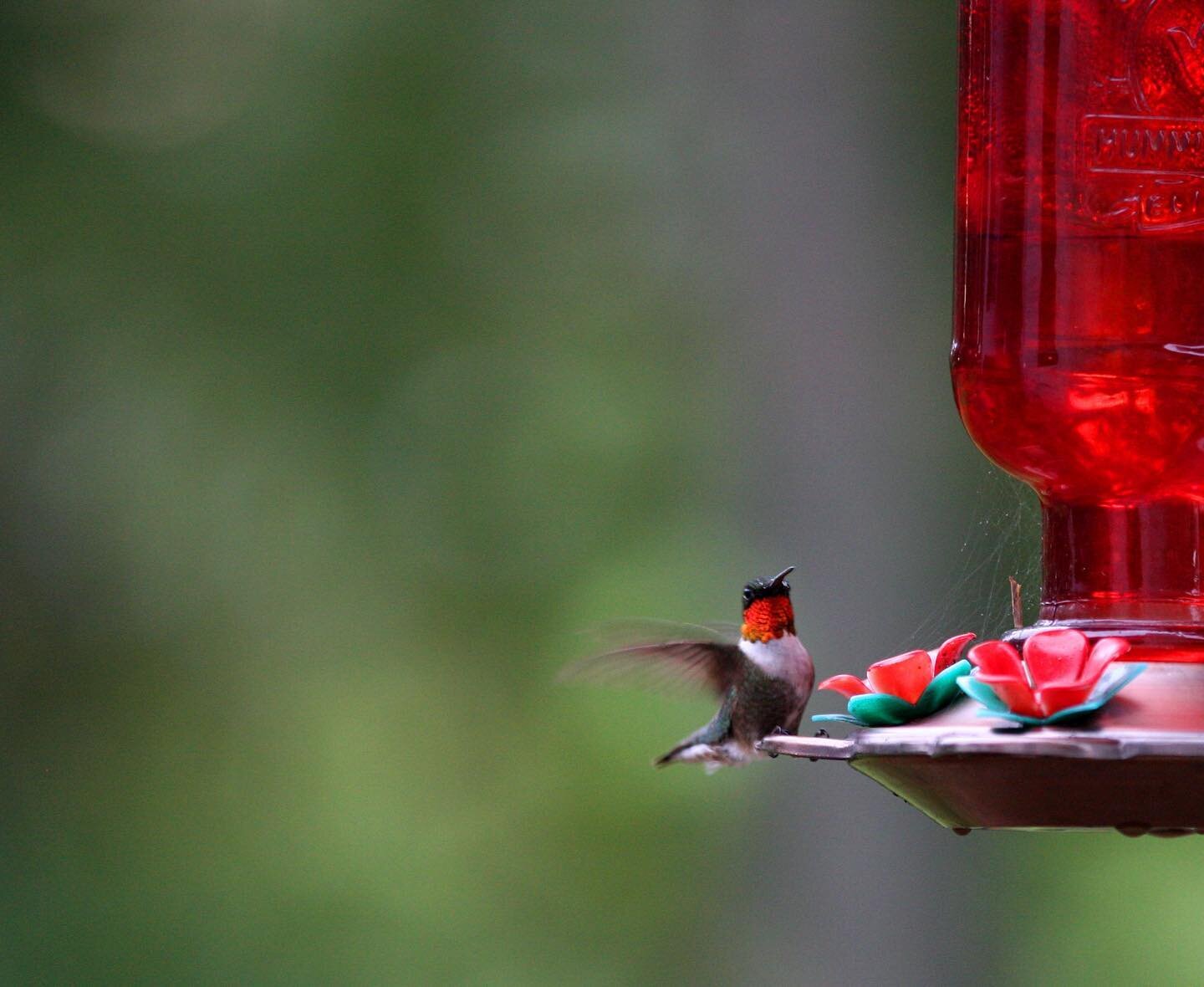 Hummingbirds on a hot day 🌞 Make sure your sugar water doesn&rsquo;t go bad in the heat! #photography #birdwatching #hummingbirds #nature #travel #travelphotography #naturephotography