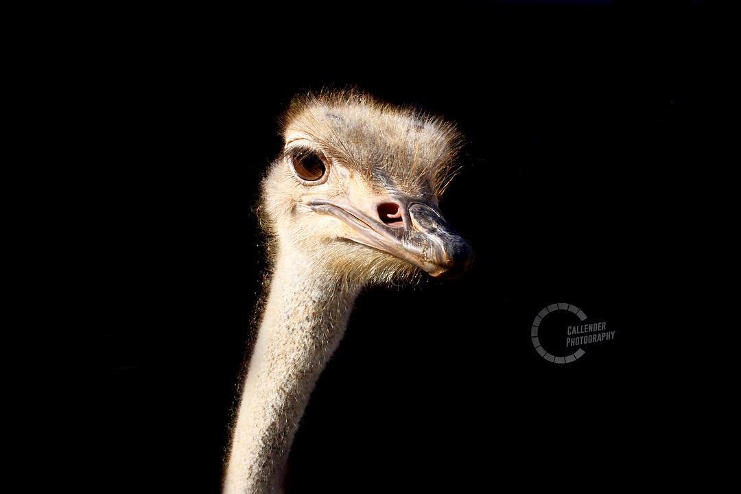 The world&rsquo;s largest bird; and not to mention flightless. But do they really bury their heads in the sand? According to @natgeo and answer is no! They do however, lay low and press their necks to the ground. 
#ostrich #funfact