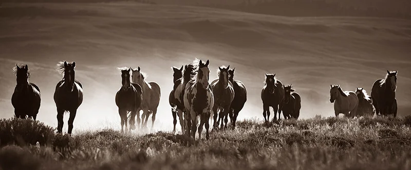 "Stampede" © Lisa Cohen, Silver Mountain Studio