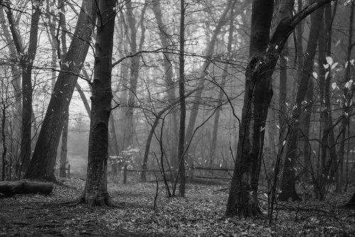 “Grey Wonder” © Luciana McClure